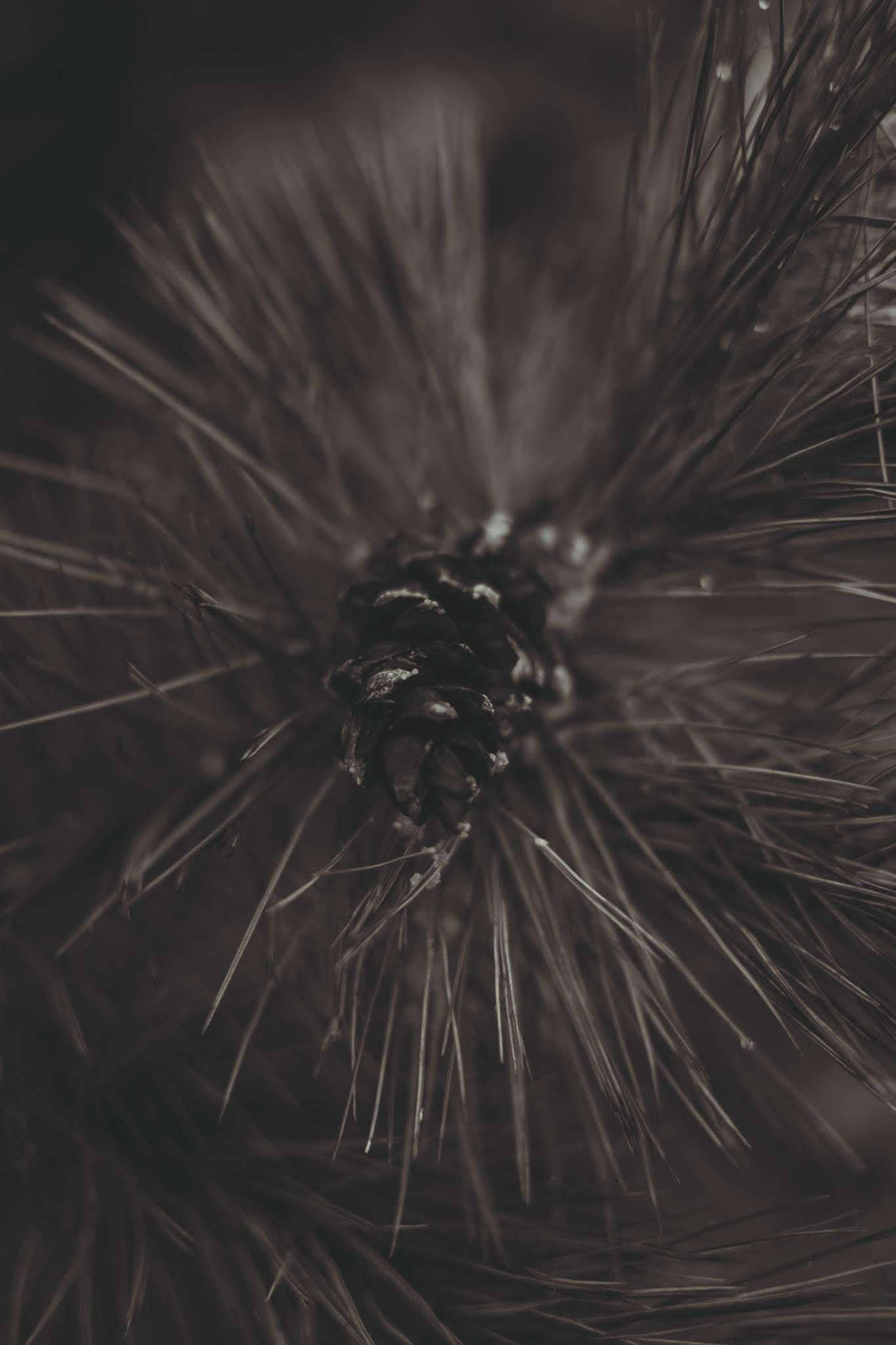 Karibu Simu ya Majira ya Baridi ya Pinecone Karibu Picha ya Ukuta