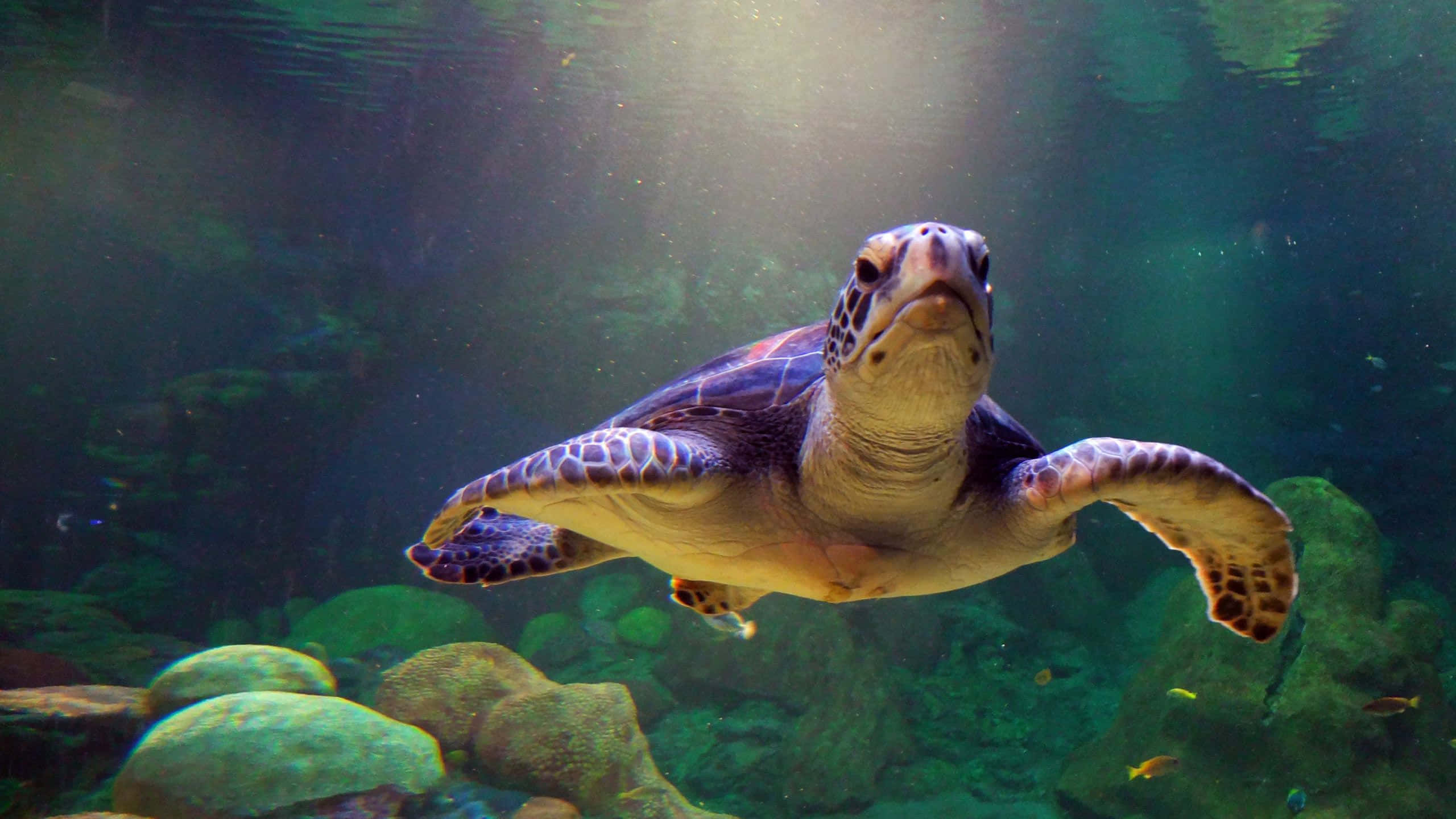Kasa akiogelea kwenye aquarium yenye mawe na matumbawe Picha ya Ukuta