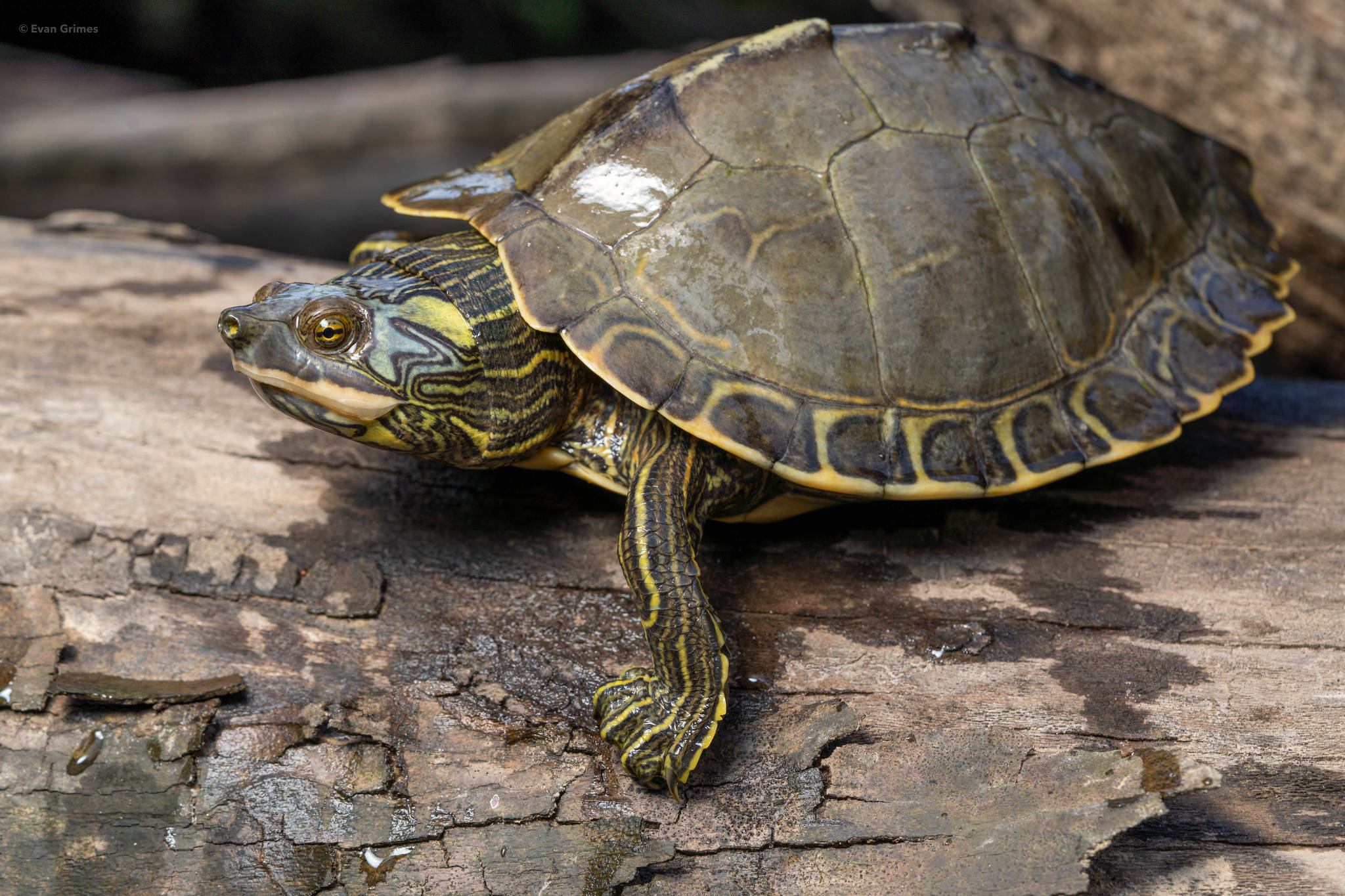 Kasa Mwenye Mwanga wa Mto Pearl Map Turtle Juu ya Mwamba Picha ya Ukuta