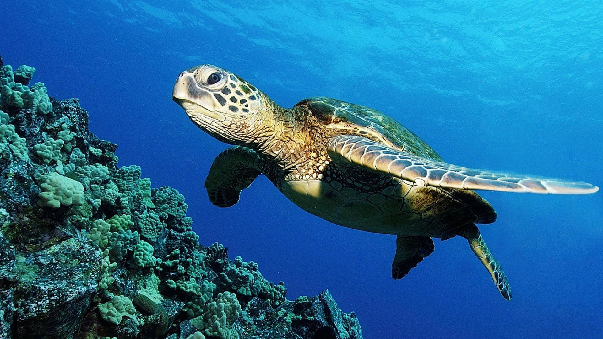 Kasa Mzuri Akiogelea Baharini Picha ya Ukuta