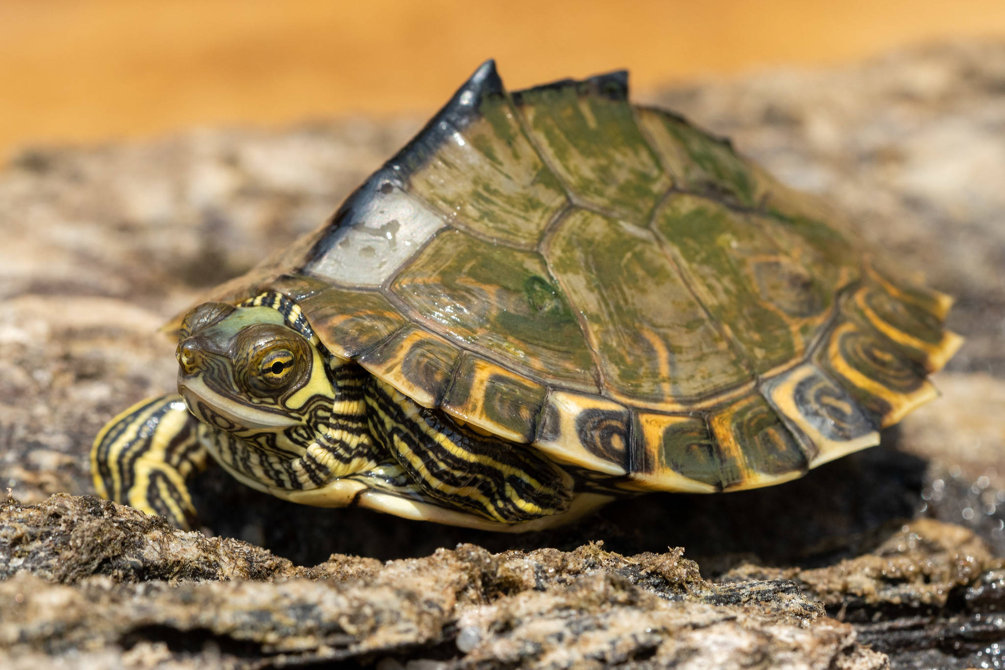 Kasa ya Pascagoula Map Turtle yenye Kifuniko cha Kichwa Picha ya Ukuta