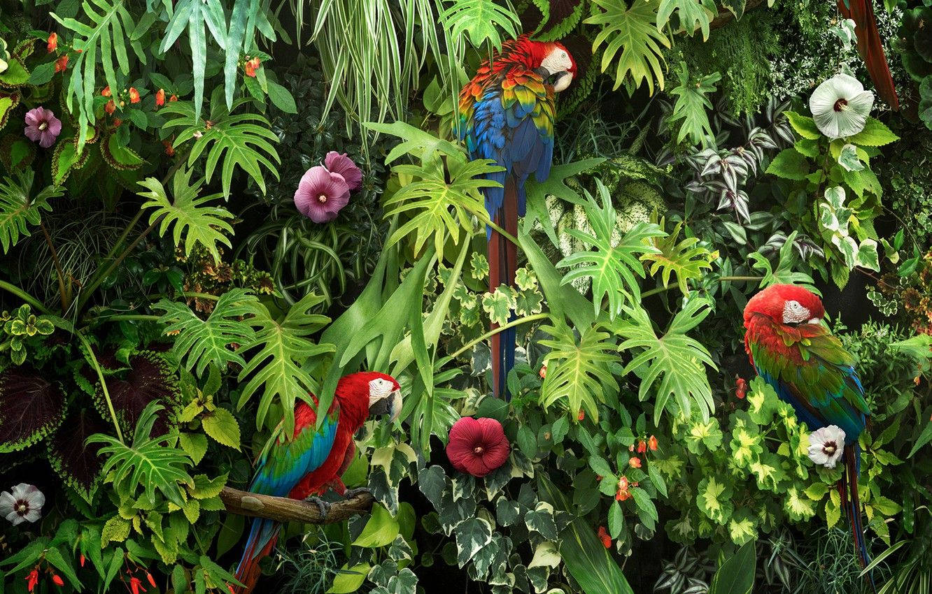 Kasuku Macaw Katika Bustani Yenye Uzuri Picha ya Ukuta