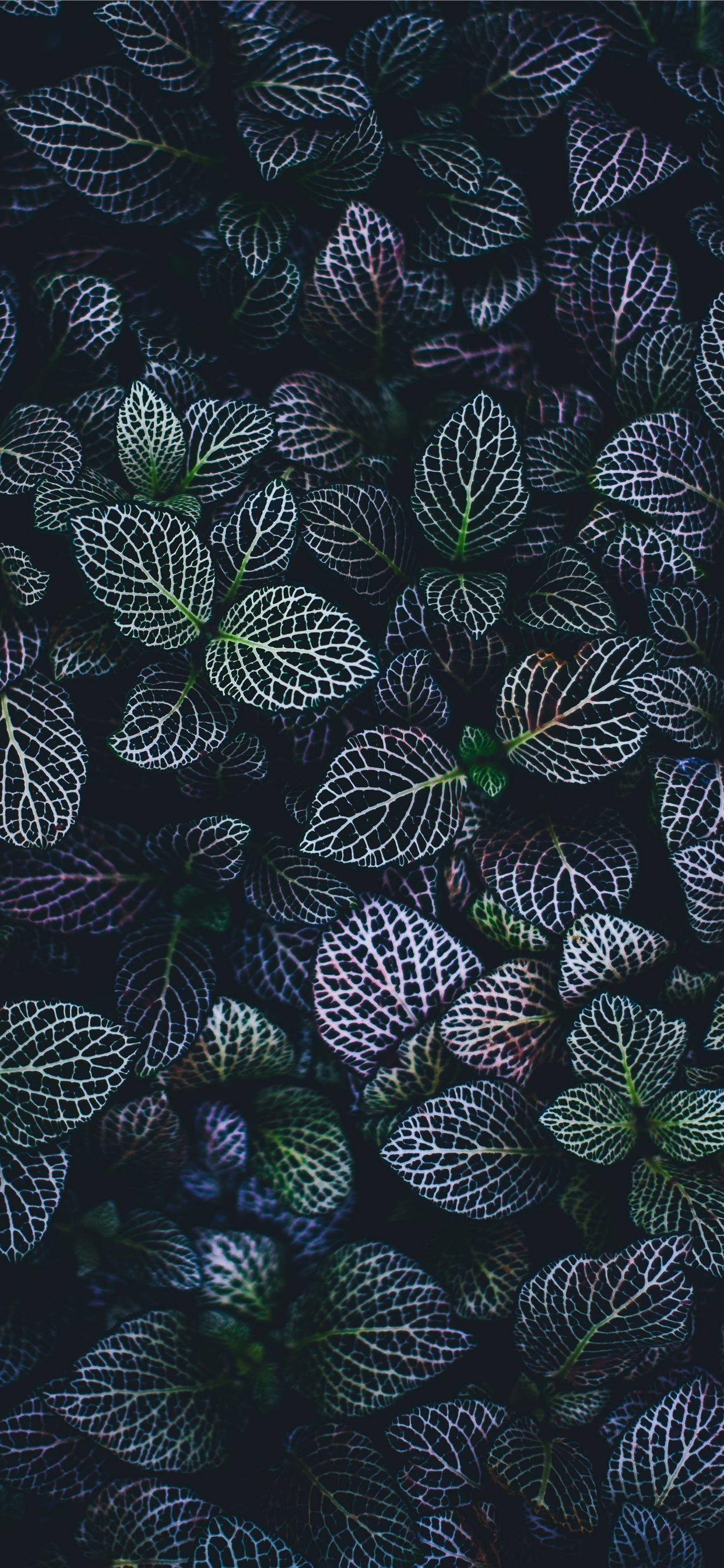 Keep Your Home Screen Fresh with a Plants iPhone Wallpaper Picha ya Ukuta