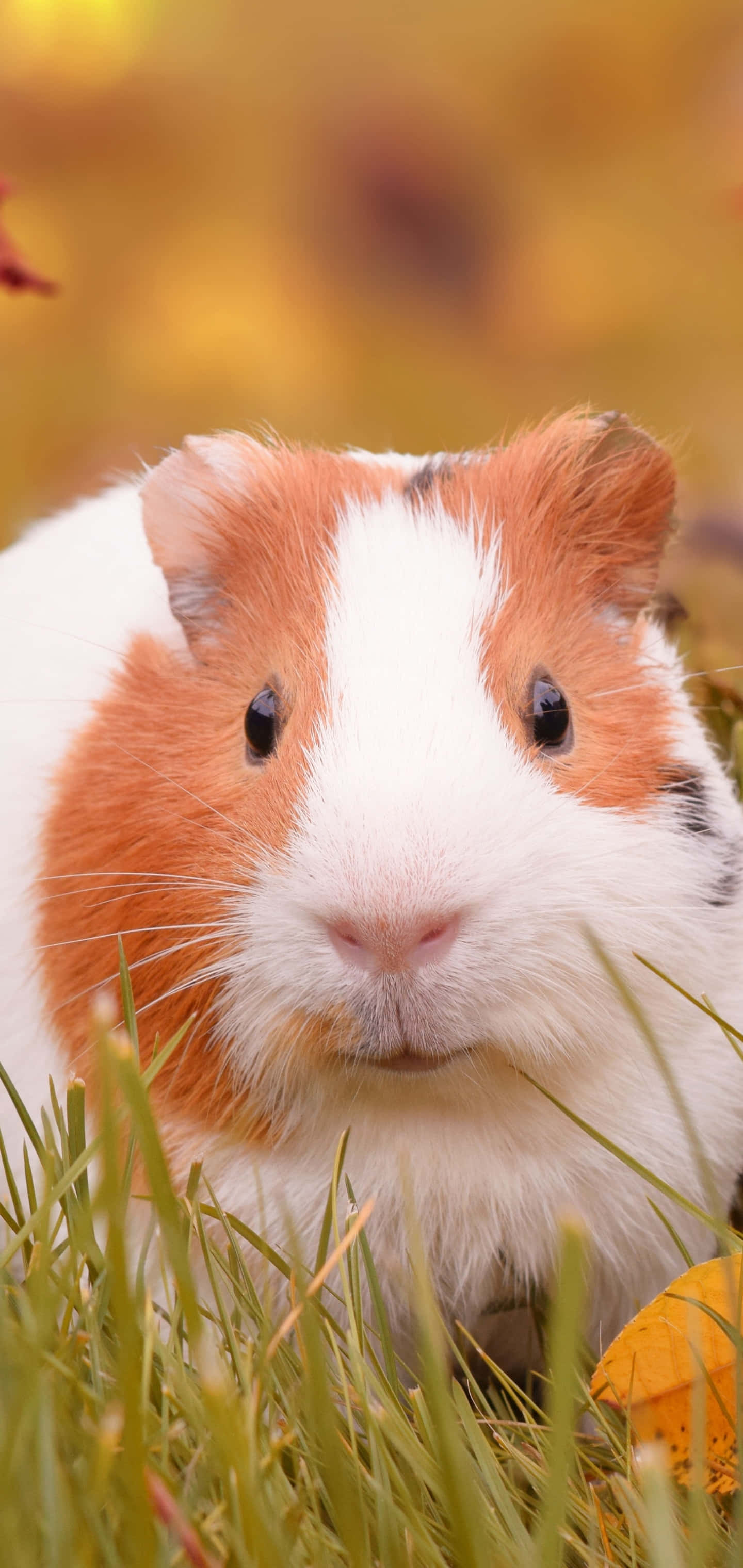 kiburi cha guinea katika nyasi Picha ya Ukuta