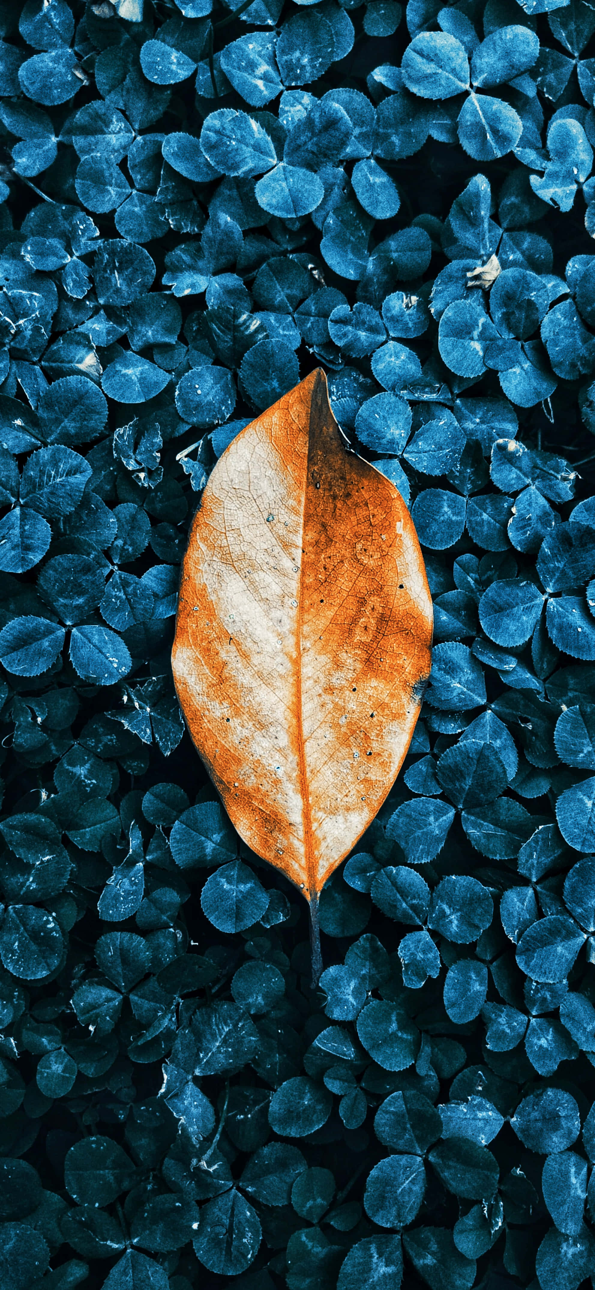 Kichaka cha Bluu chenye Majani ya Autumn kwa iPhone Picha ya Ukuta