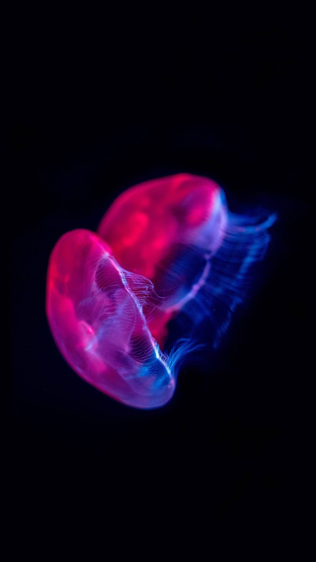 Kichwa: Jellyfish Magenta Majestic katika Skrini ya OLED Picha ya Ukuta