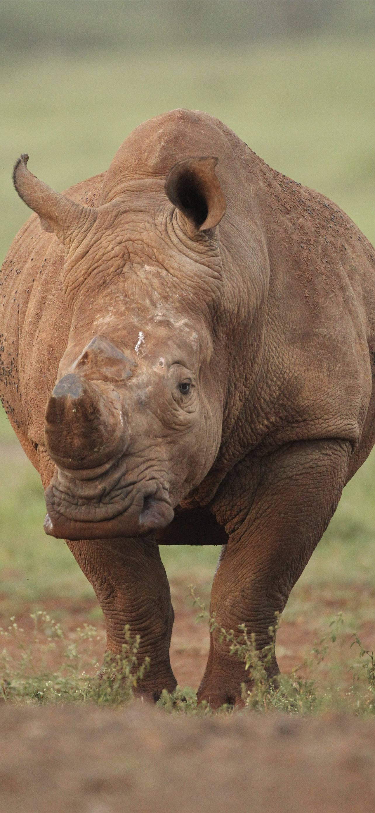 Kifaru wa Rangi ya Kahawia Picha ya Ukuta