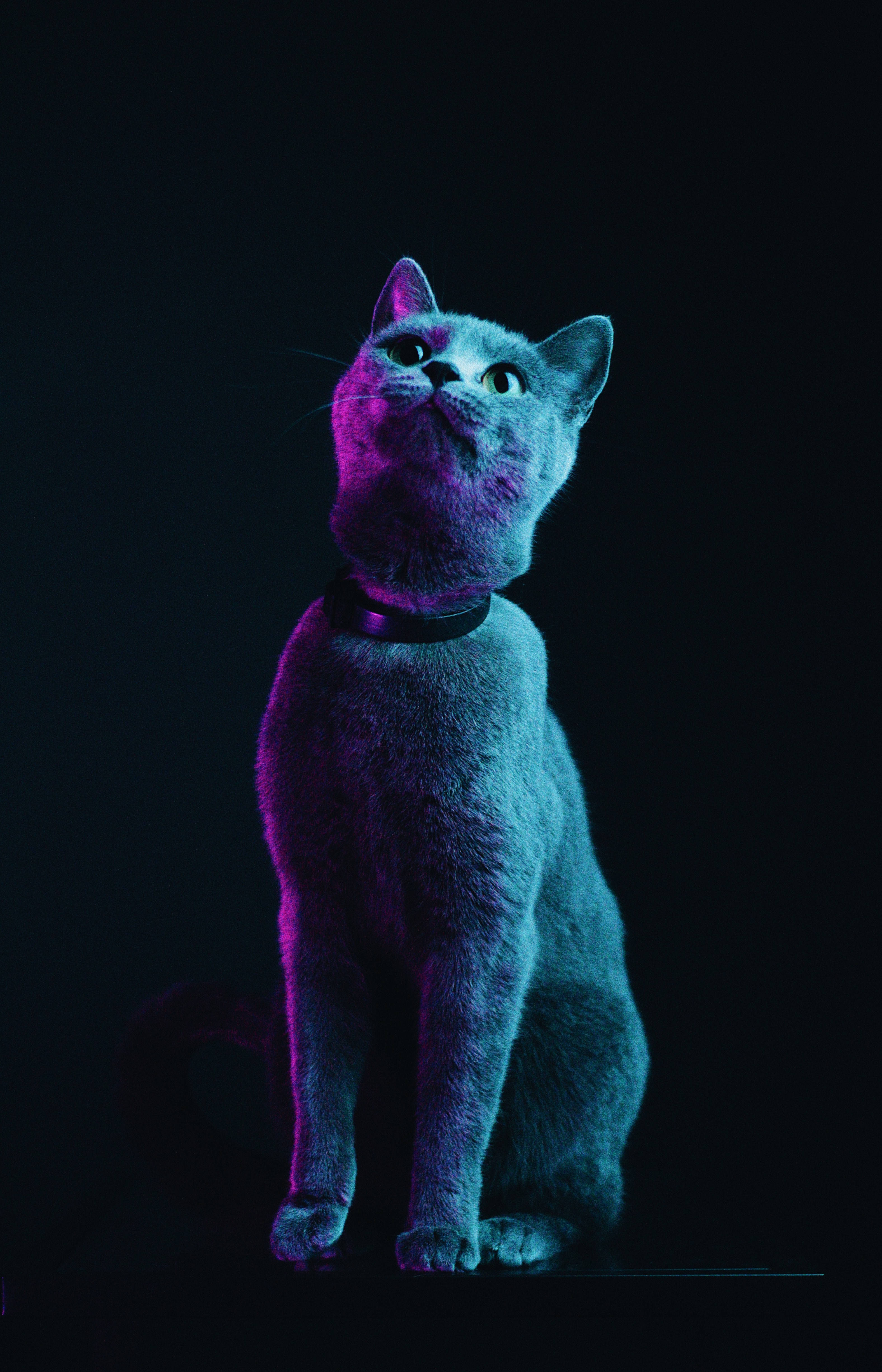 Fluffy Gray Cat Picha ya Ukuta