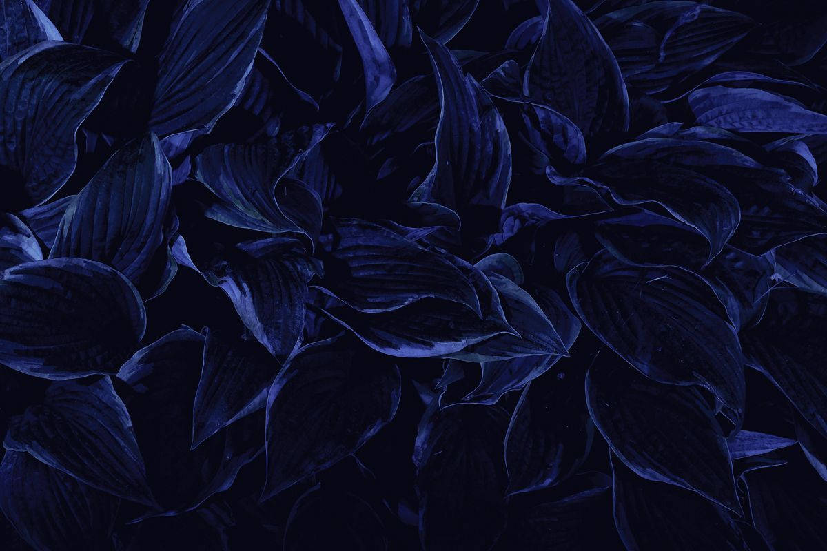 Kimea cha Petali Zilizokaushwa Bluu Giza HD Picha ya Ukuta