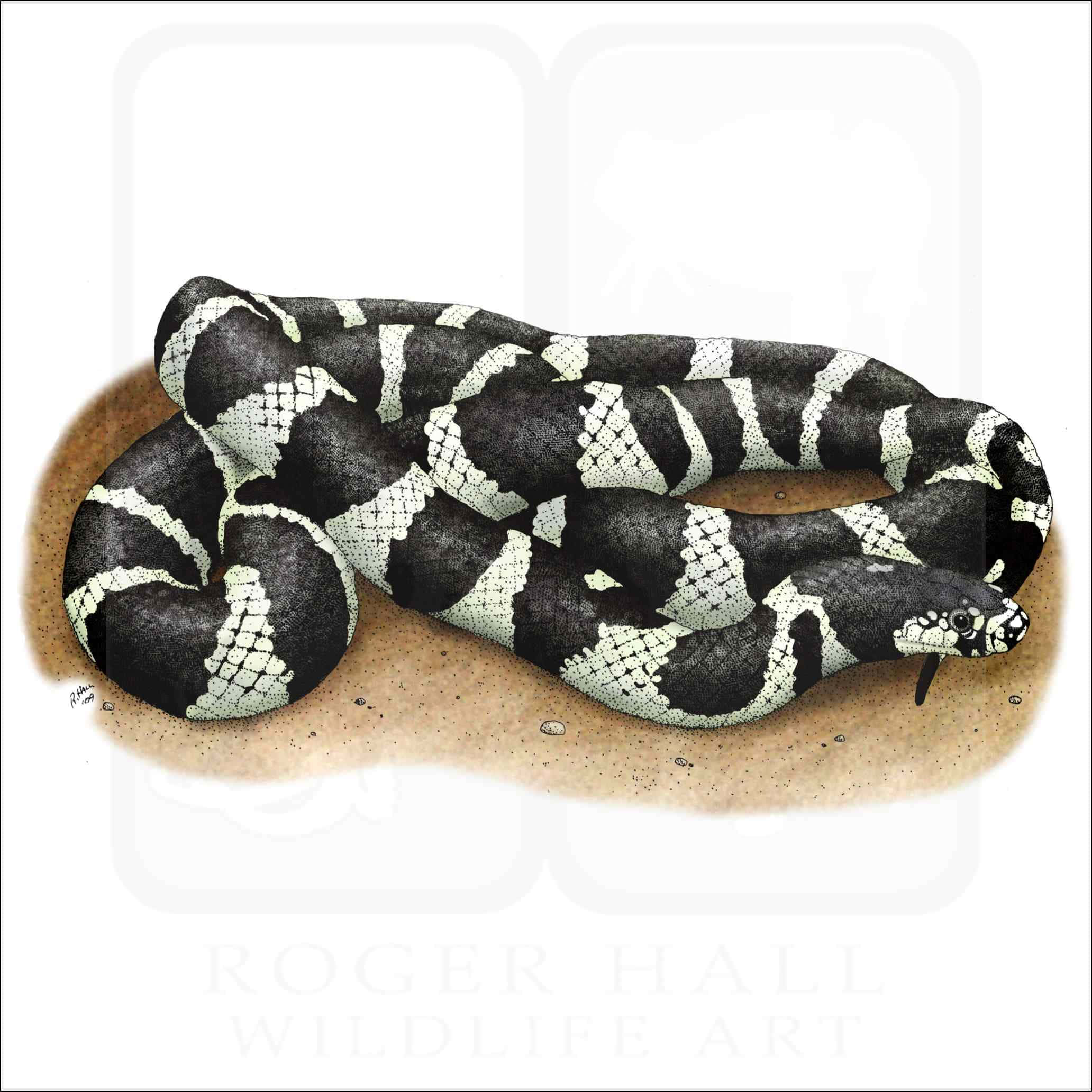 King Snake Mwenye Rangi ya Kahawia na Mstari Mwekundu Picha ya Ukuta