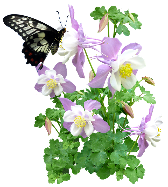 Kipepeo_kwenye_Maua_ya_Columbine Picha ya Ukuta