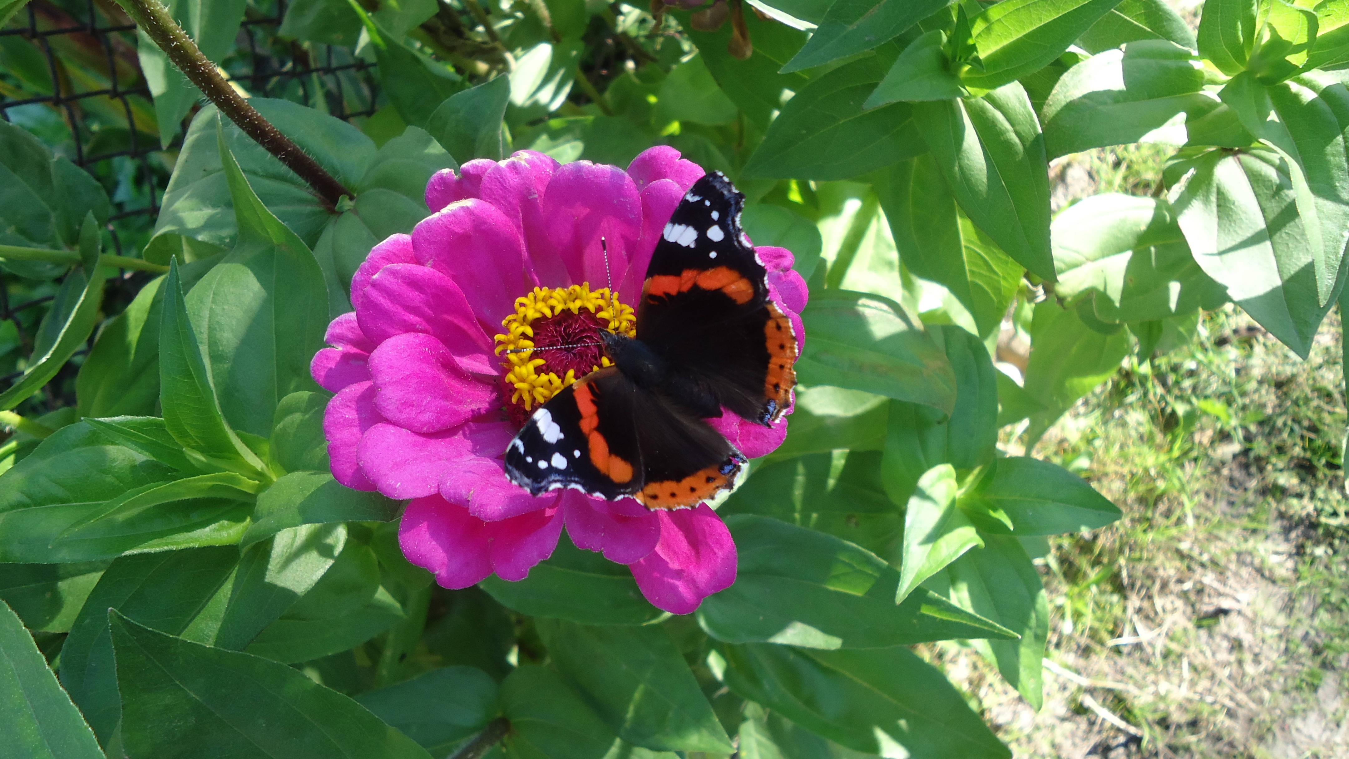 Kipepeo mrembo wa Red Admiral amekaa kwenye majani mabichi Picha ya Ukuta