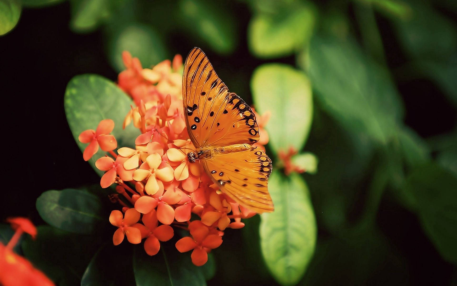 Kipepeo wa Rangi Aina ya Gulf Fritillary Picha ya Ukuta