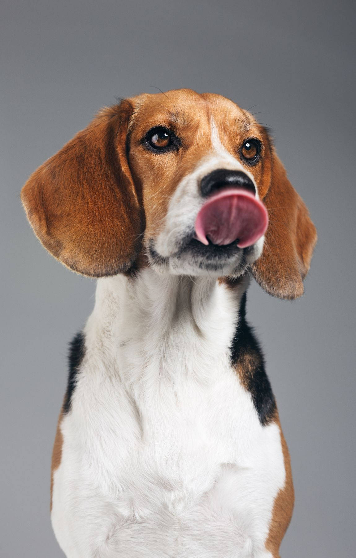 Kipupi cha Beagle Kinachochea Picha ya Ukuta