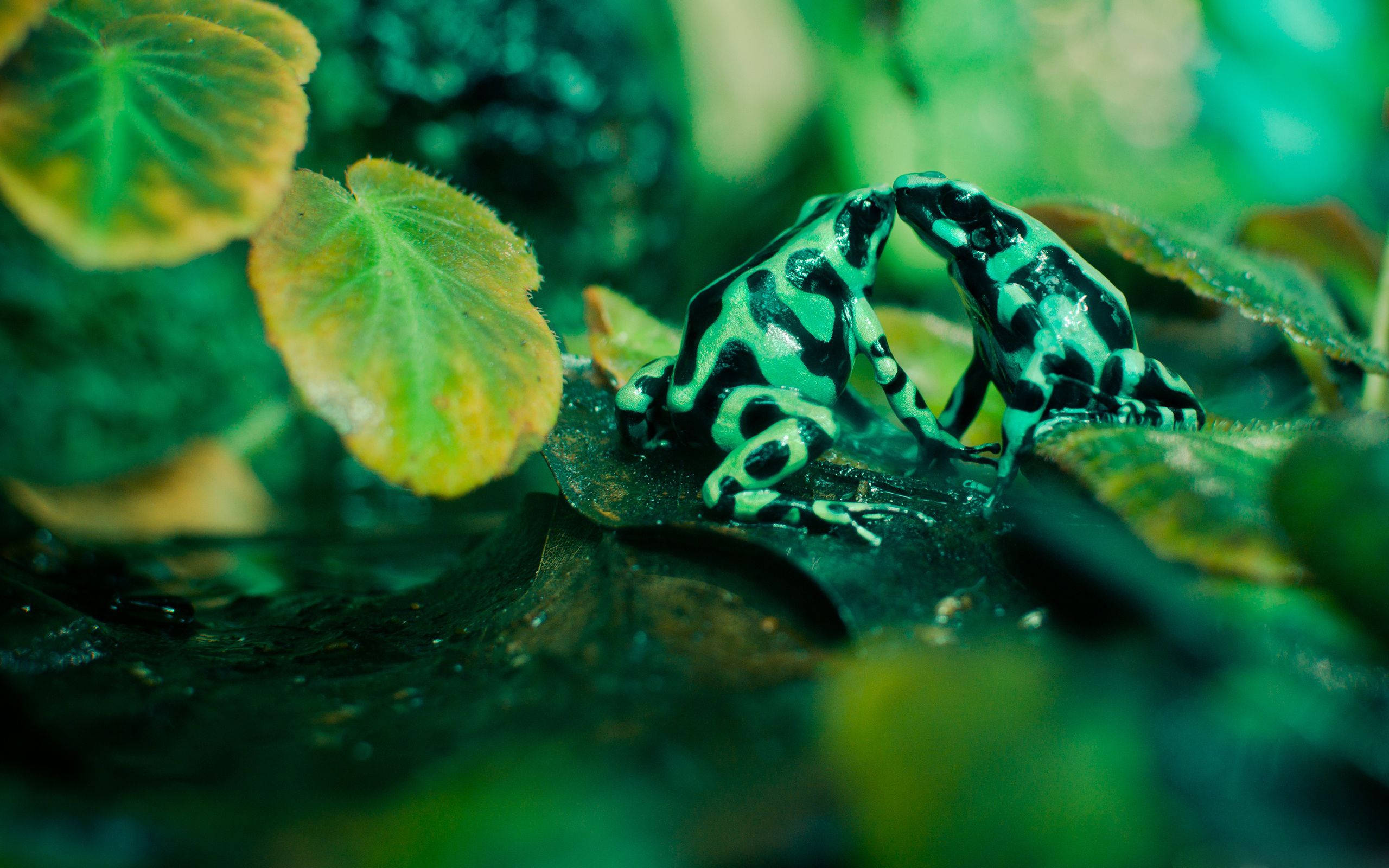 Kiss ya Kawaii Frog Picha ya Ukuta