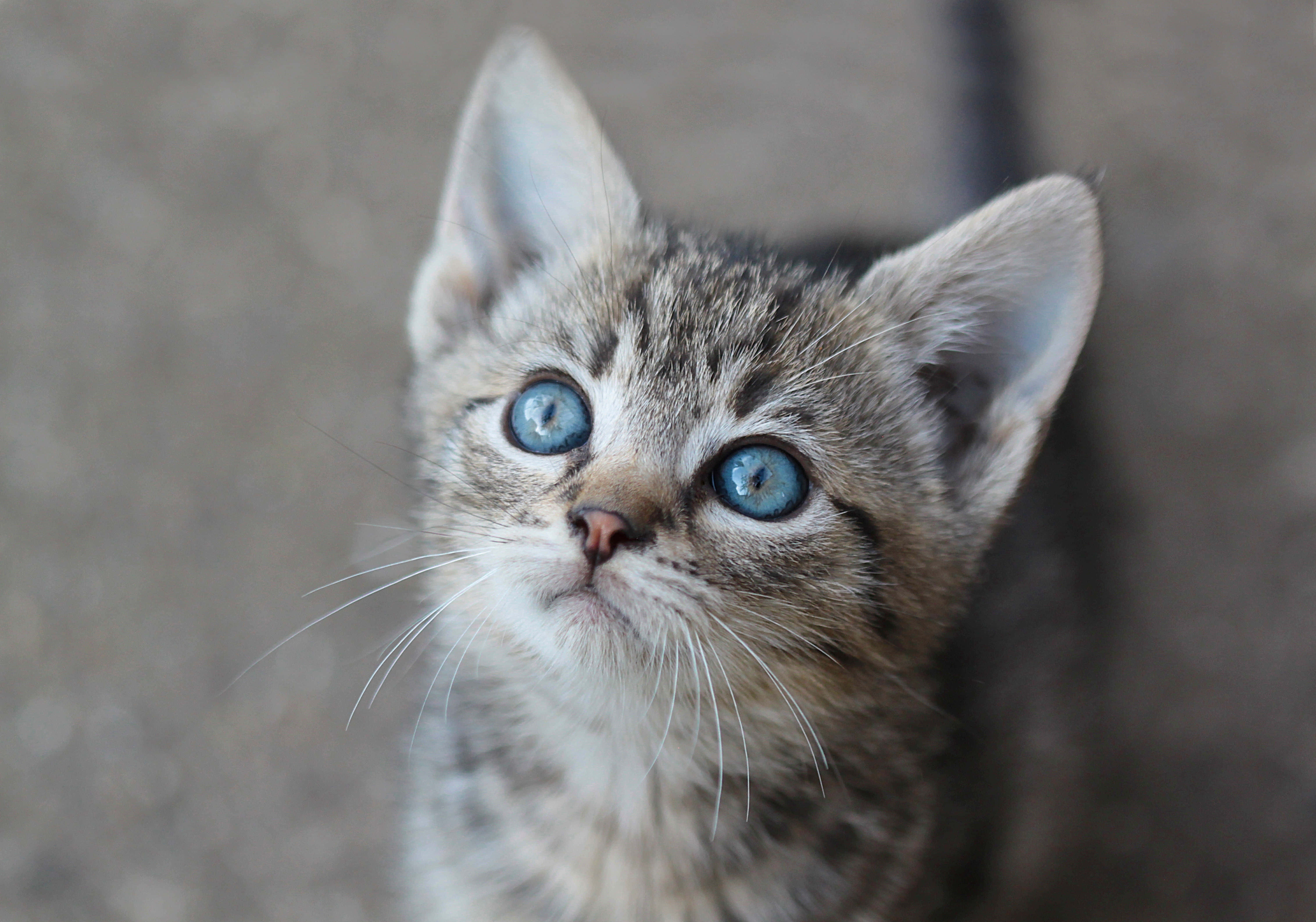 Kitten Mwenye Upendo Unajivua Mwangaza wa Jua Picha ya Ukuta