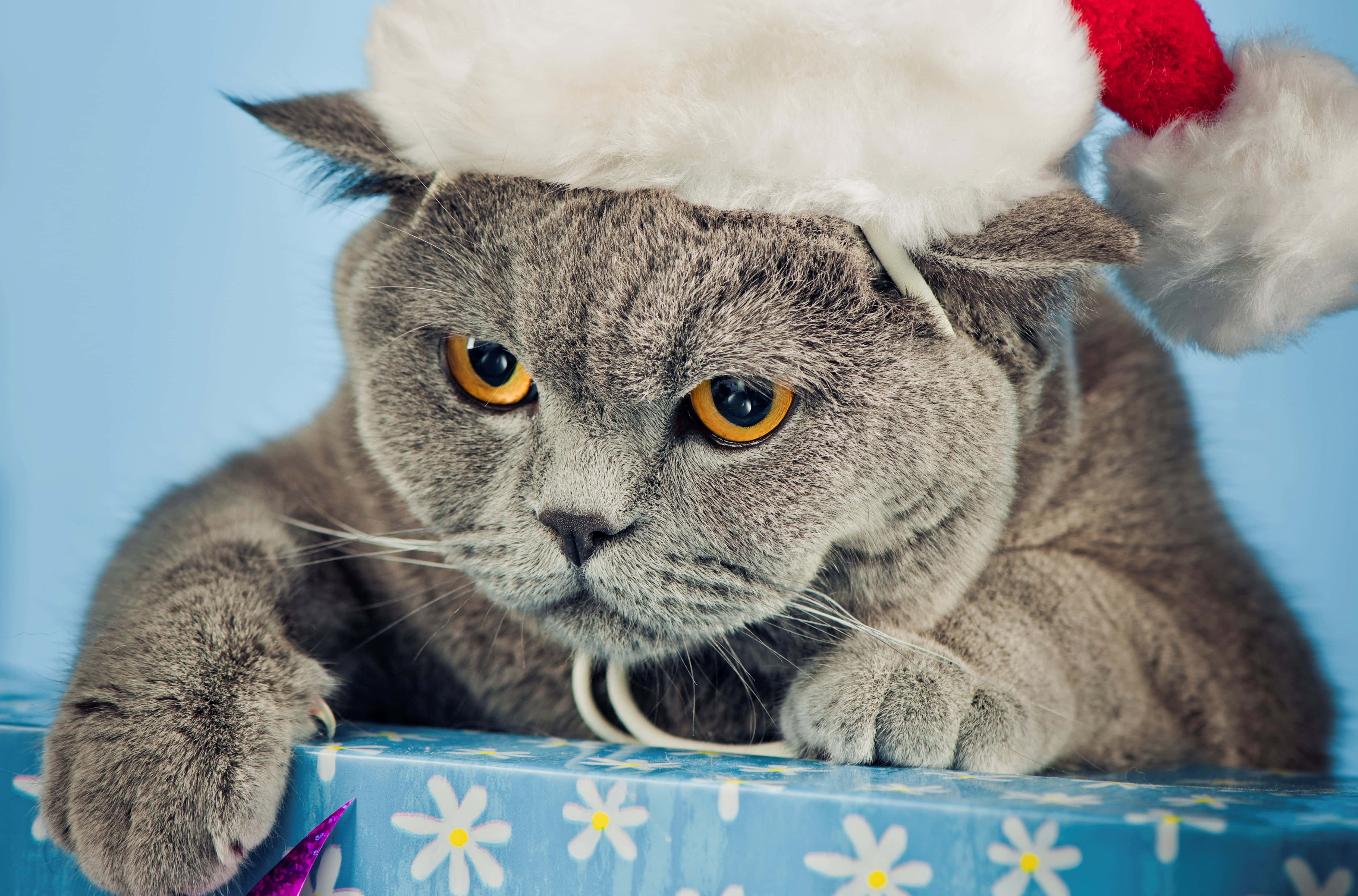 kitu mwenye kofia ya Santa Picha ya Ukuta