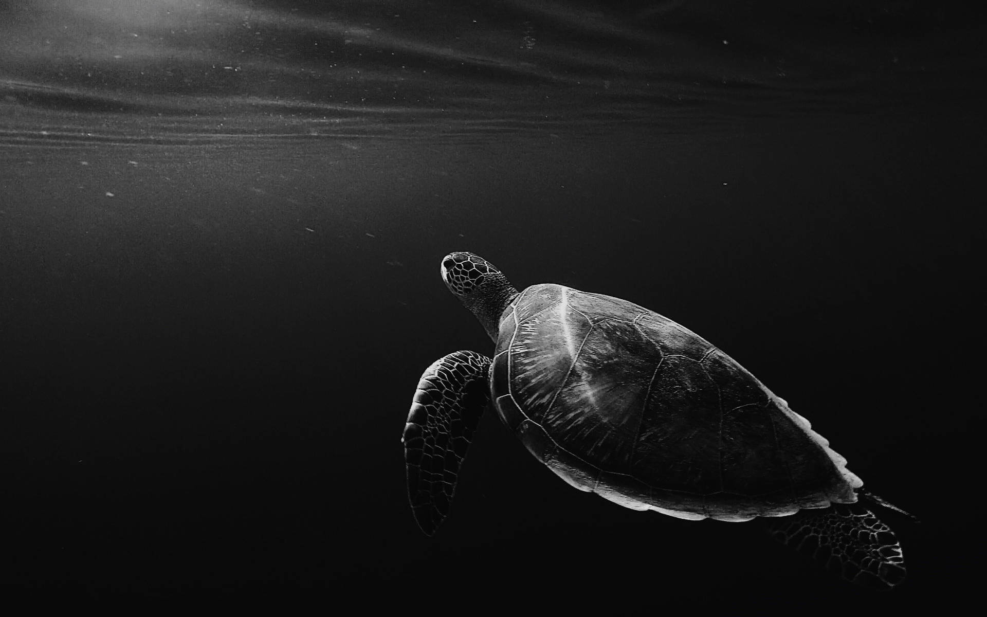 Kobe wa Kijivu wa Turtle Baridi Chini ya Bahari Picha ya Ukuta