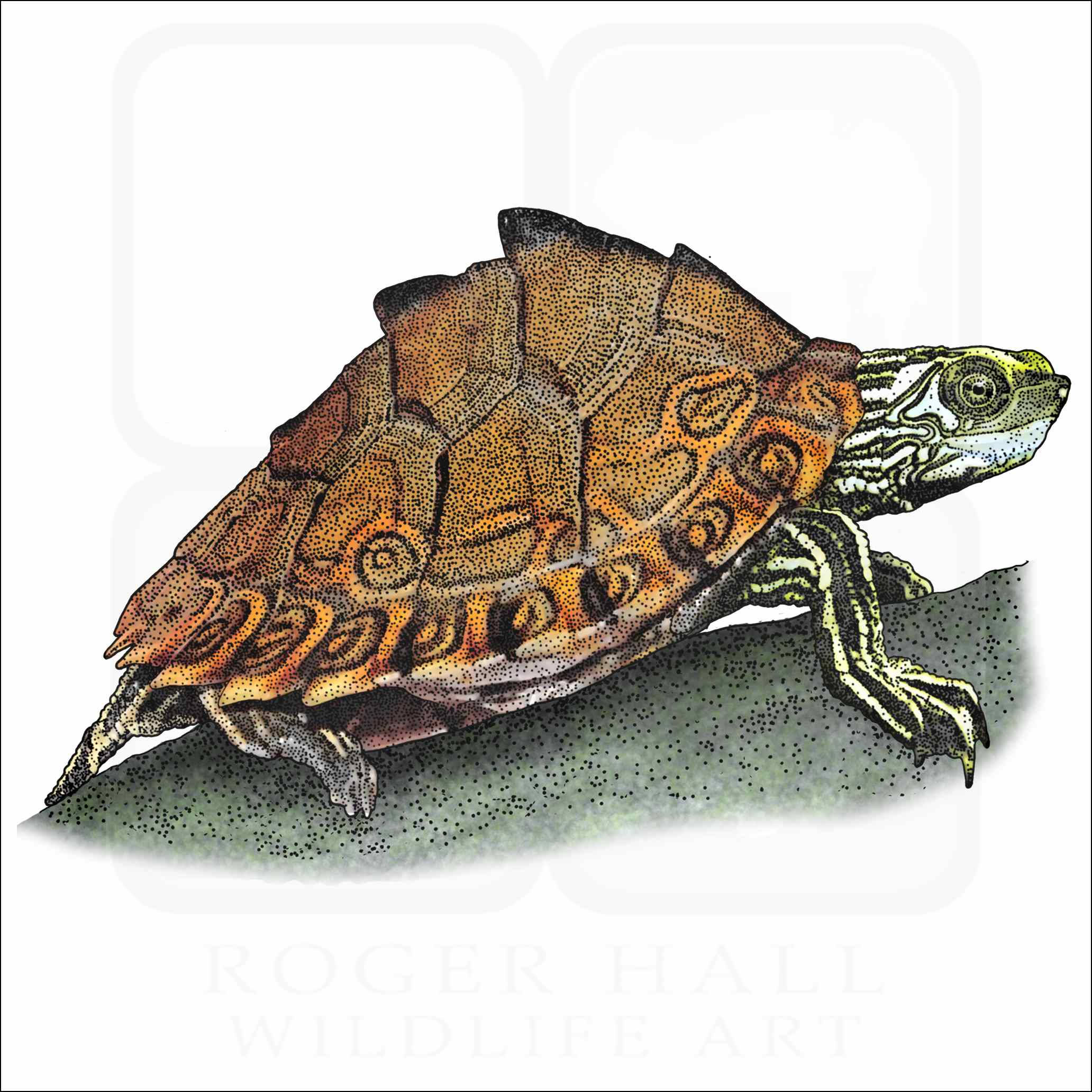 Kobe wa Map Turtle wa Pascagoula Akijistarehesha Jua Picha ya Ukuta