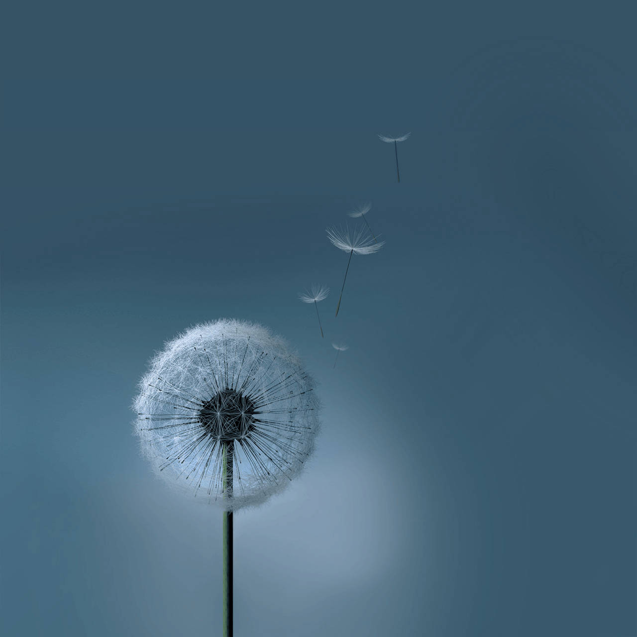Kompyuta Kibao ya Samsung Galaxy ya Dandelion Picha ya Ukuta
