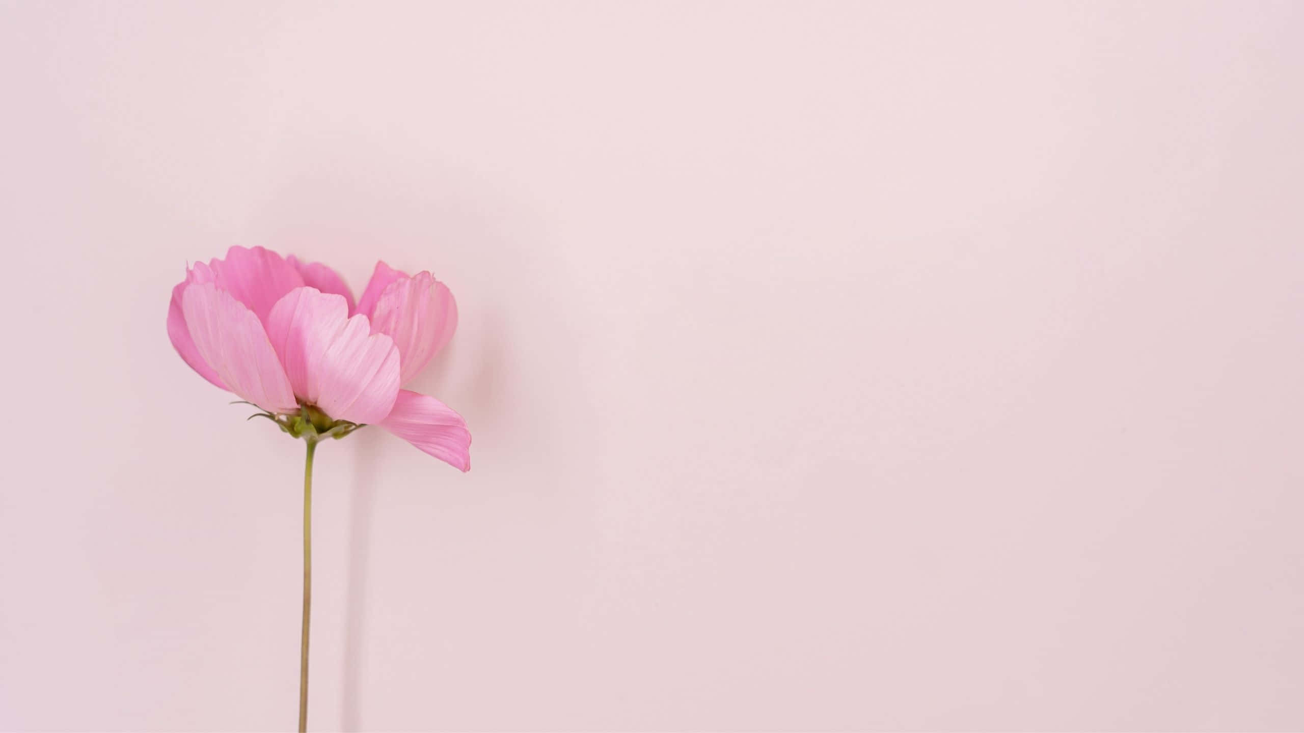 Kompyuta ya Kupendeza ya Rangi ya Waridi Nyepesi Peony Picha ya Ukuta