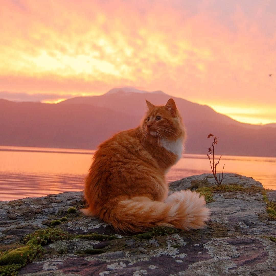 Kucheza na utamu wa mnyama, huyu Aesthetic Cat ni tayari kwa majira ya kiangazi Picha ya Ukuta