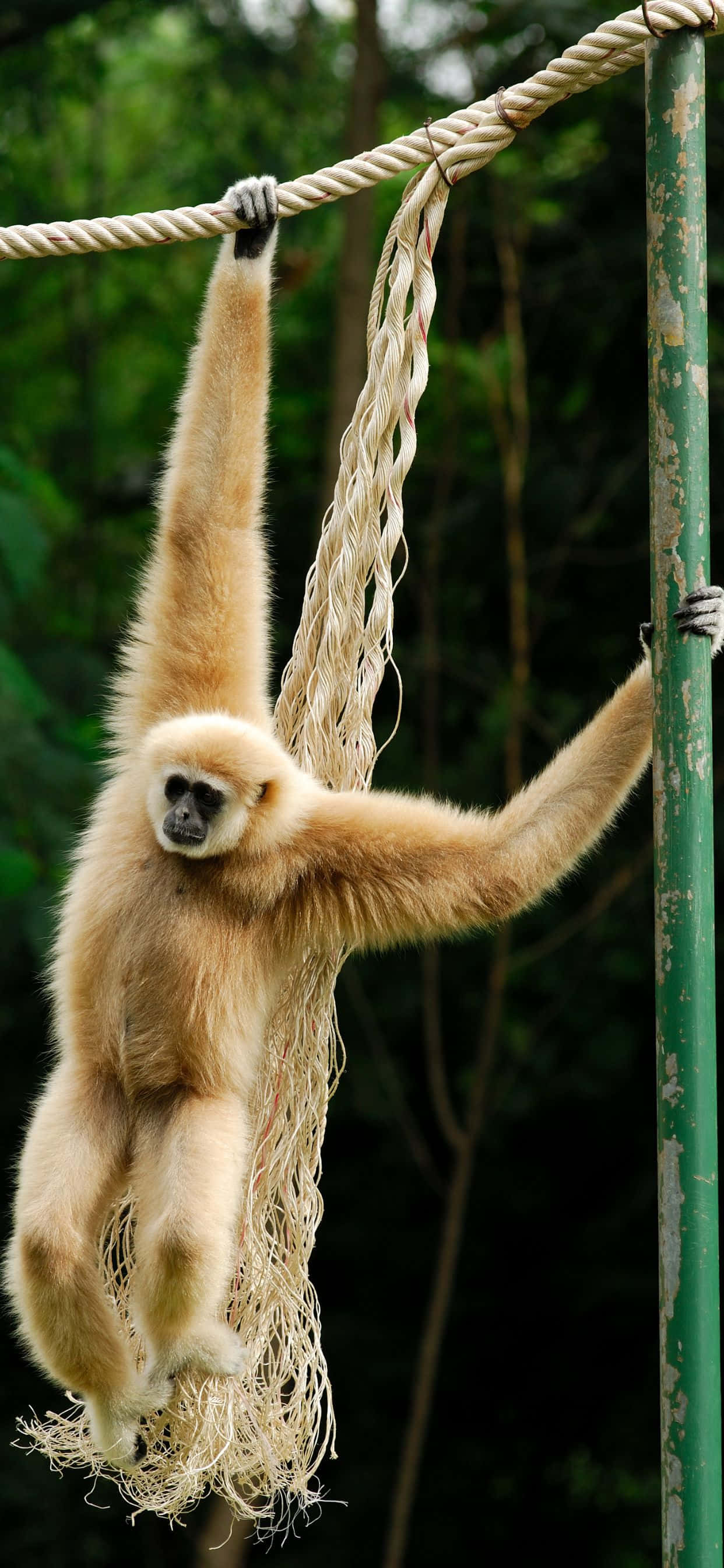 Kujitokeza Kutoka Kwa Mkusanyiko Na iPhone Xs Max Gibbon Picha ya Ukuta