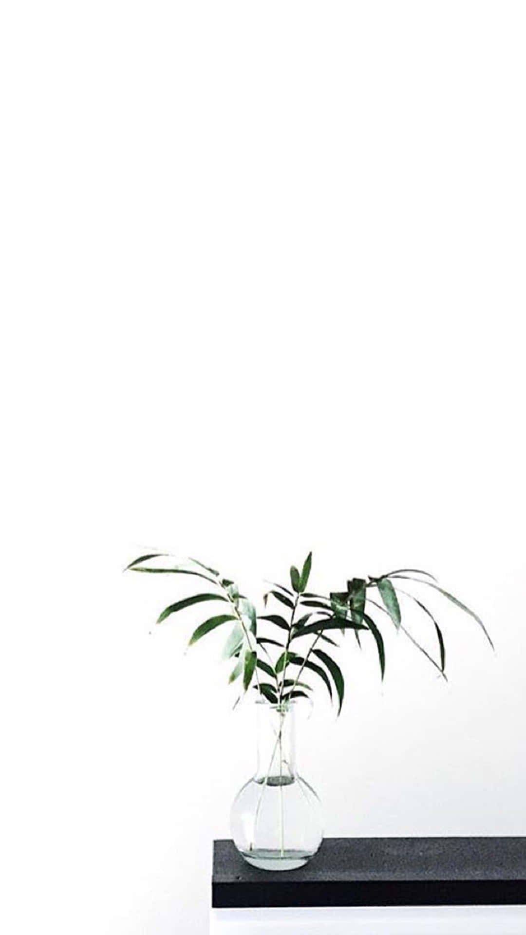 Kujulisha dunia kwamba Aesthetic White inaweza kukufanya uonekane mzuri. Picha ya Ukuta