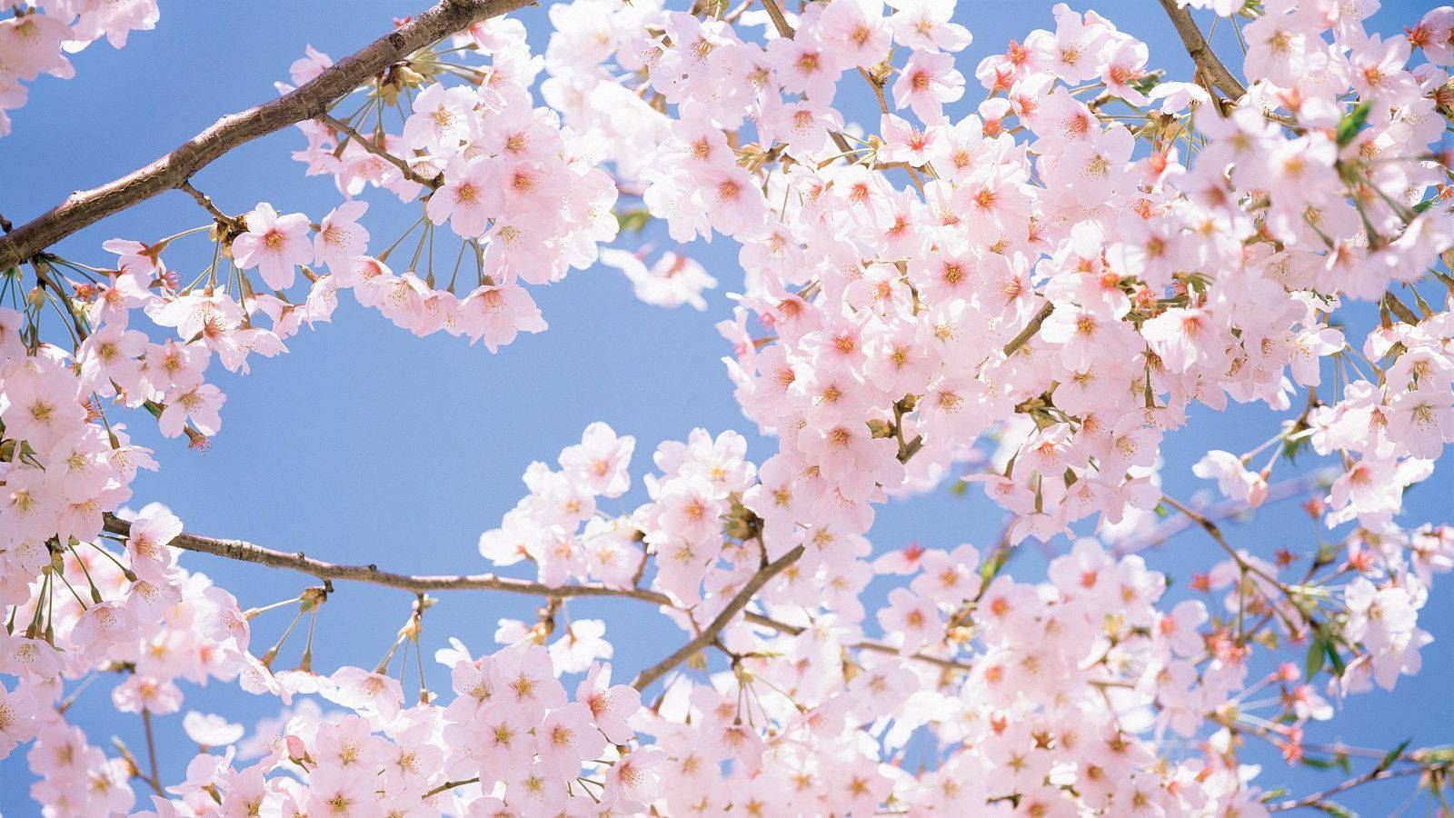 Kundi La Maua Ya Cherry Blossom Picha ya Ukuta