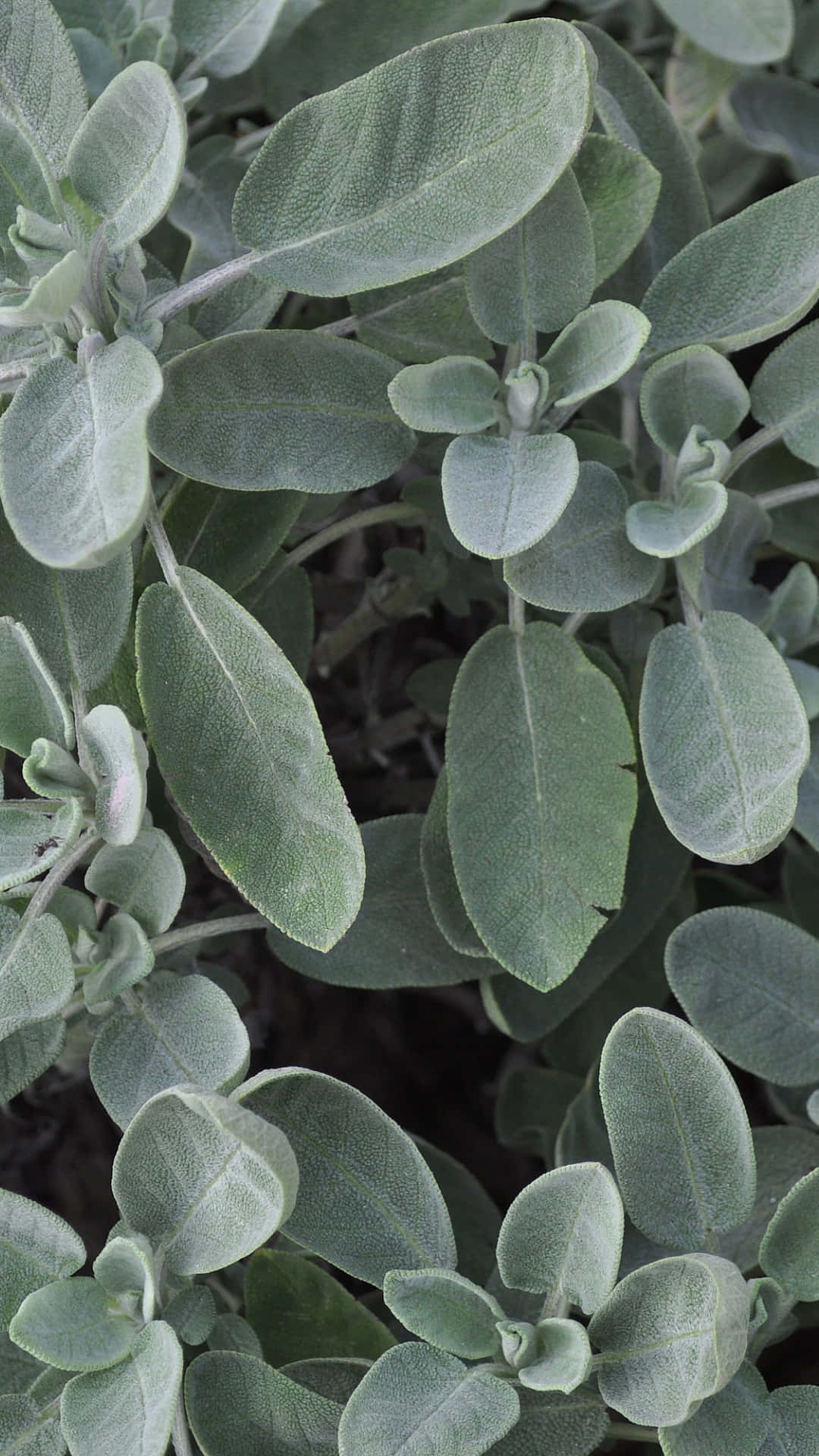Kunufaishwa na utulivu wa kijani sage Picha ya Ukuta