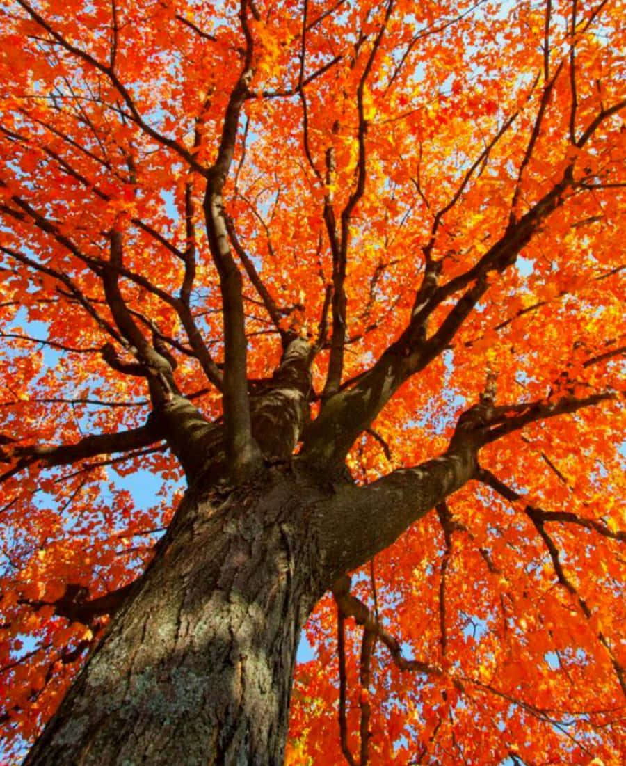 Kupaa juu na vibran vya rangi ya aesthetic ya machungwa Picha ya Ukuta
