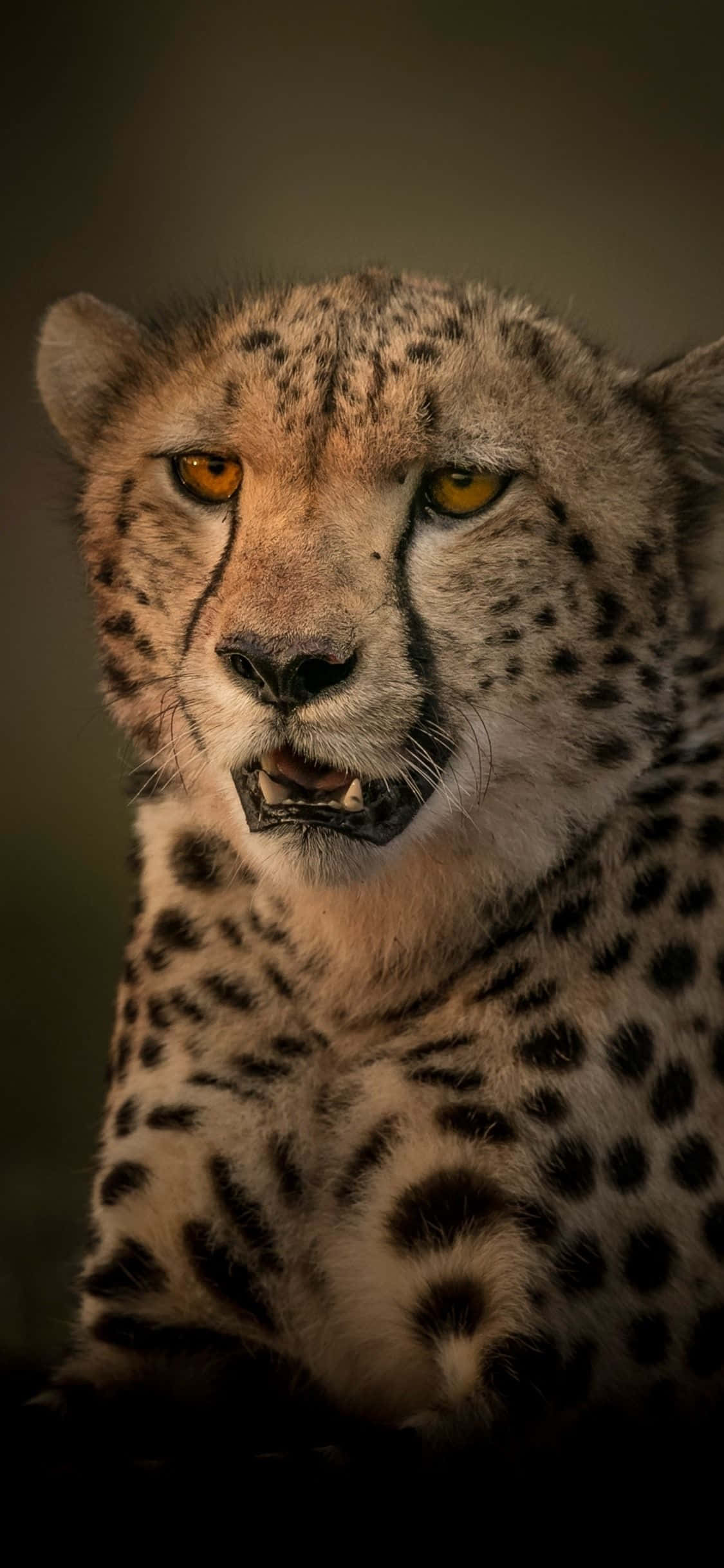 Kupata Kifahari na Cheetah iPhone Picha ya Ukuta
