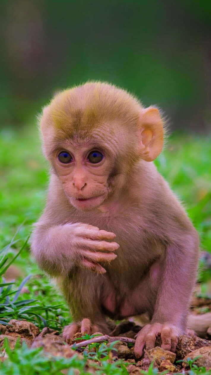 Kusaidia Urembo wa Kima Huyu Mzuri na Mrembo Picha ya Ukuta