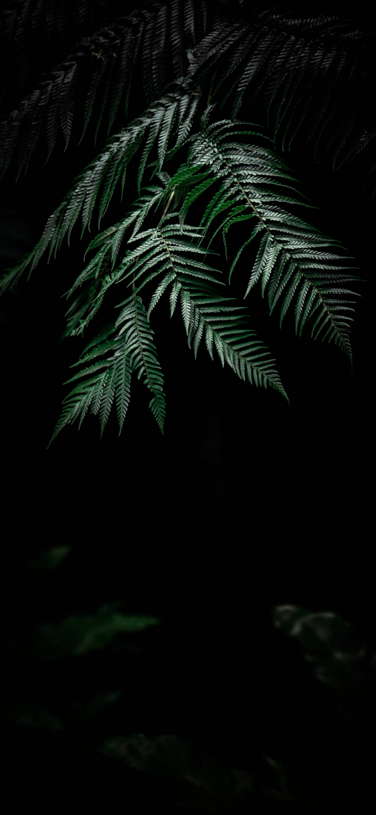 Kusaidia Uzuri wa Asili na Plant iPhone Picha ya Ukuta