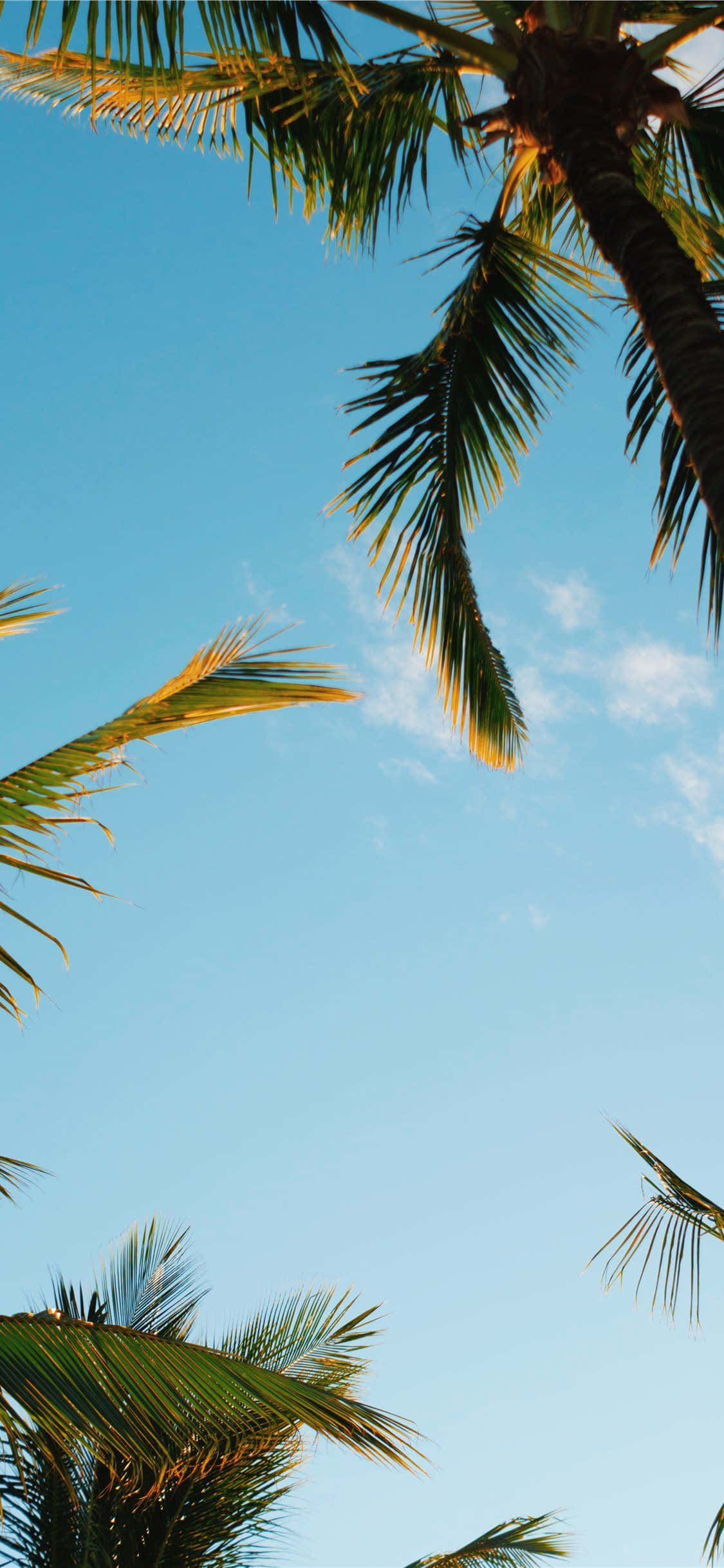 Kusherehekea Mwisho wa Kati ya Mwisho katika Kivuli cha Mti wa Palm Aesthetic Picha ya Ukuta
