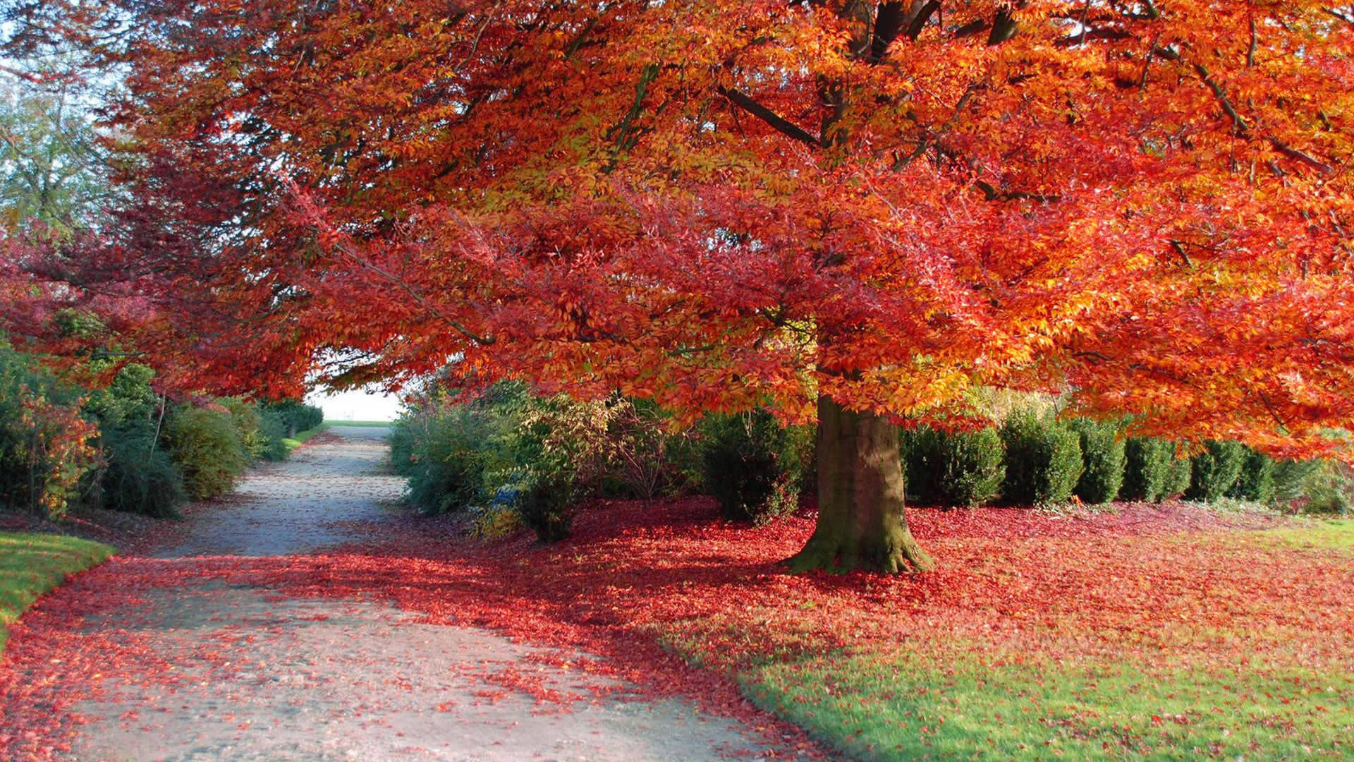 Kusherehekea Uzuri wa Autumn - Sifa ya Kuwa na Mwoneko wa Kuwa na Mwoneko Picha ya Ukuta