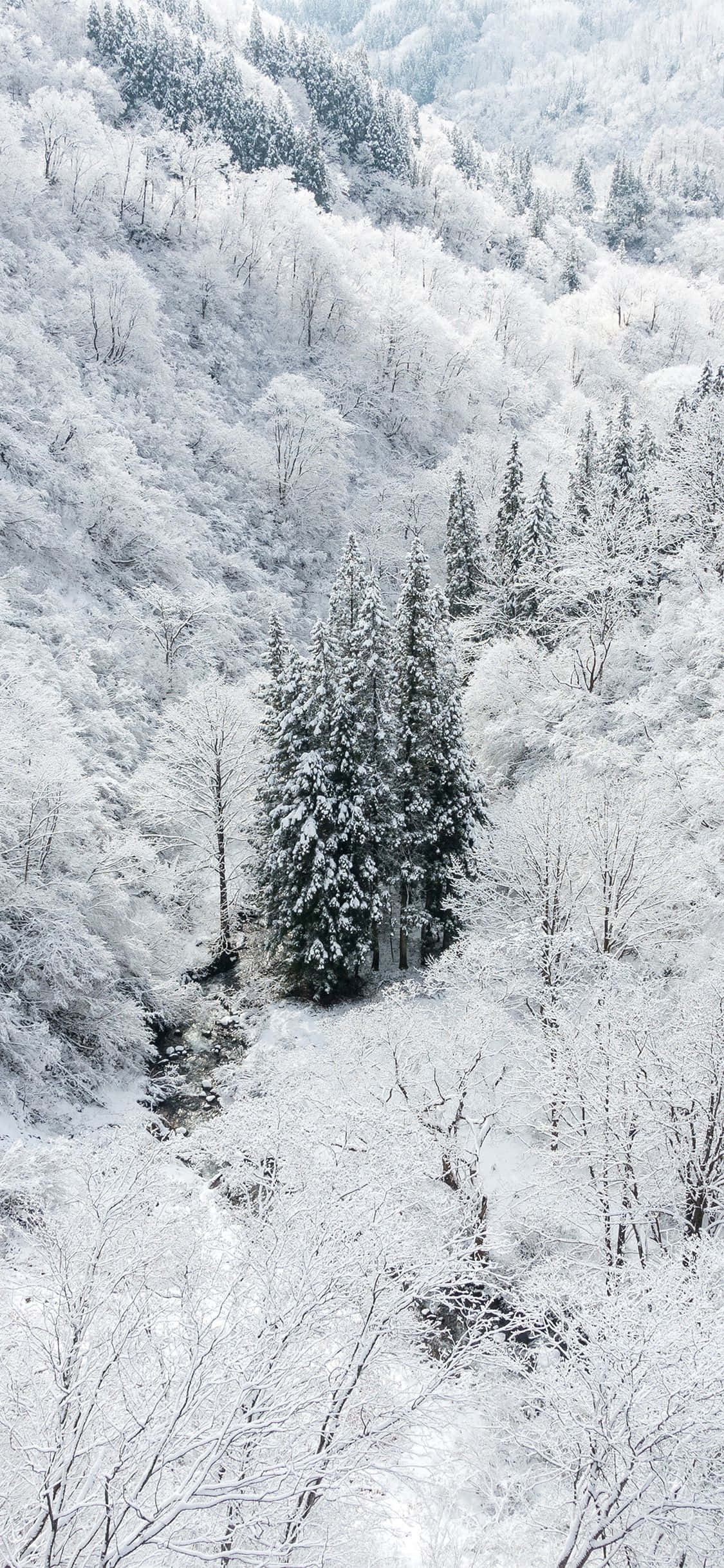 Kusherehekea Winter na Snow iPhone Picha ya Ukuta