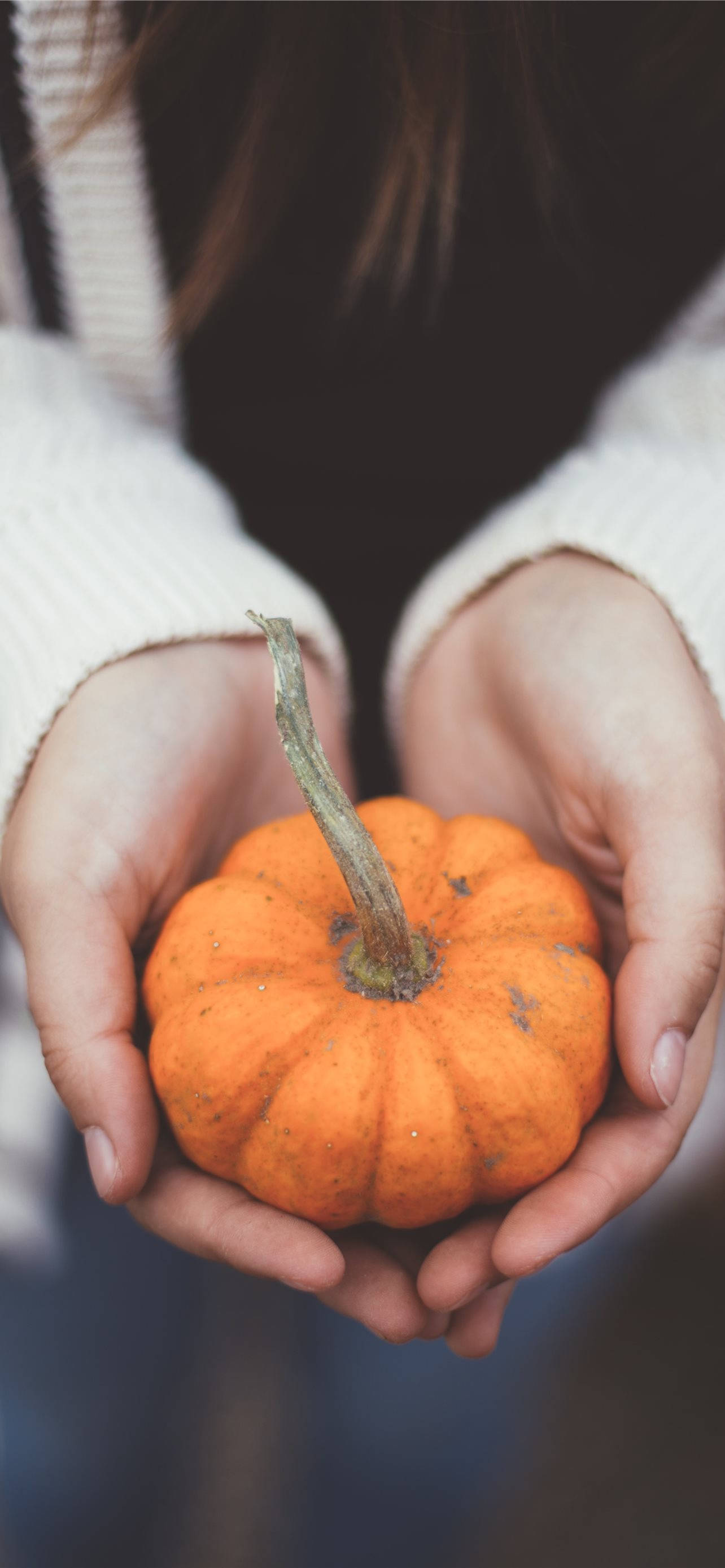 Kushika Pumpkin Ndogo Kwa Thanksgiving iPhone Picha ya Ukuta