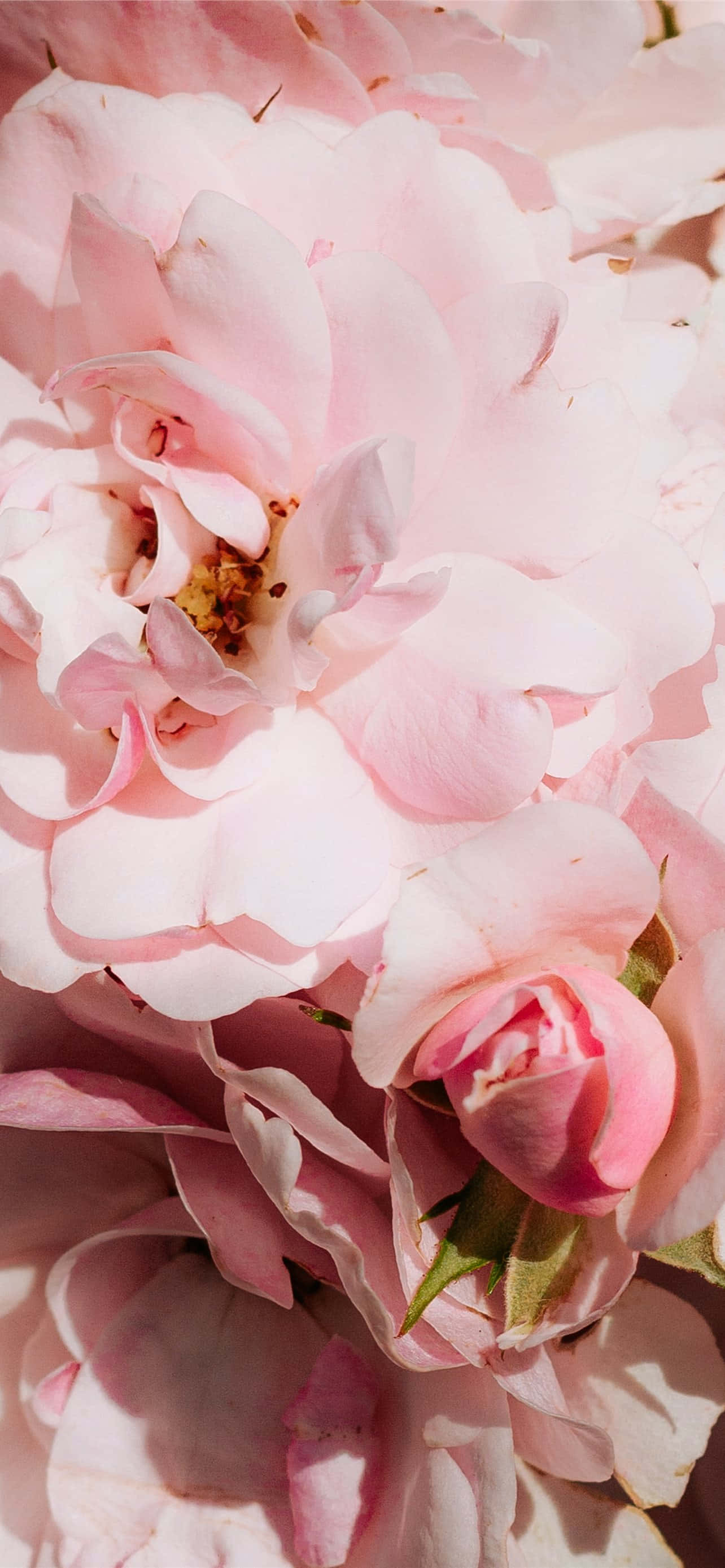 Kutoka na kufurahia uzuri wa sanaa ya mizizi na wallpaper ya mizizi ya pink ya iPhone Picha ya Ukuta