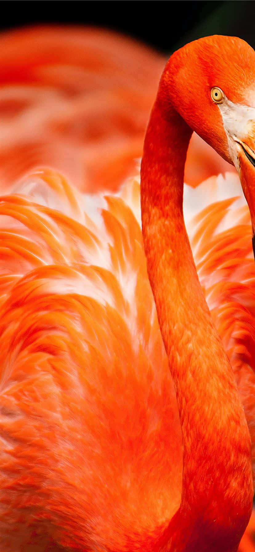 Kutumia muda katika paradiso na picha hii ya kipekee ya Flamingo wakati wa mchana Picha ya Ukuta