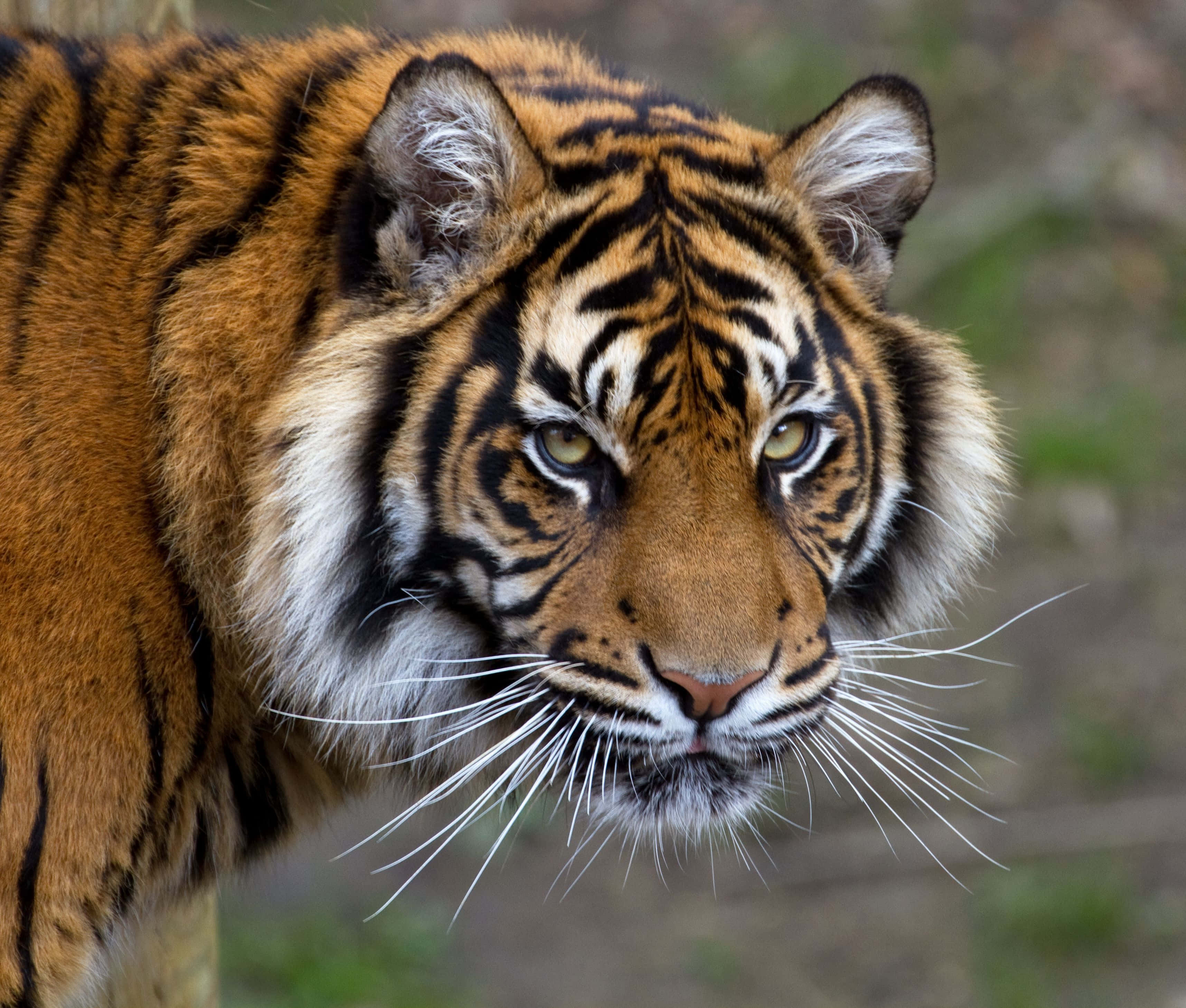 Kuwa na Macho ya Tiger Picha ya Ukuta