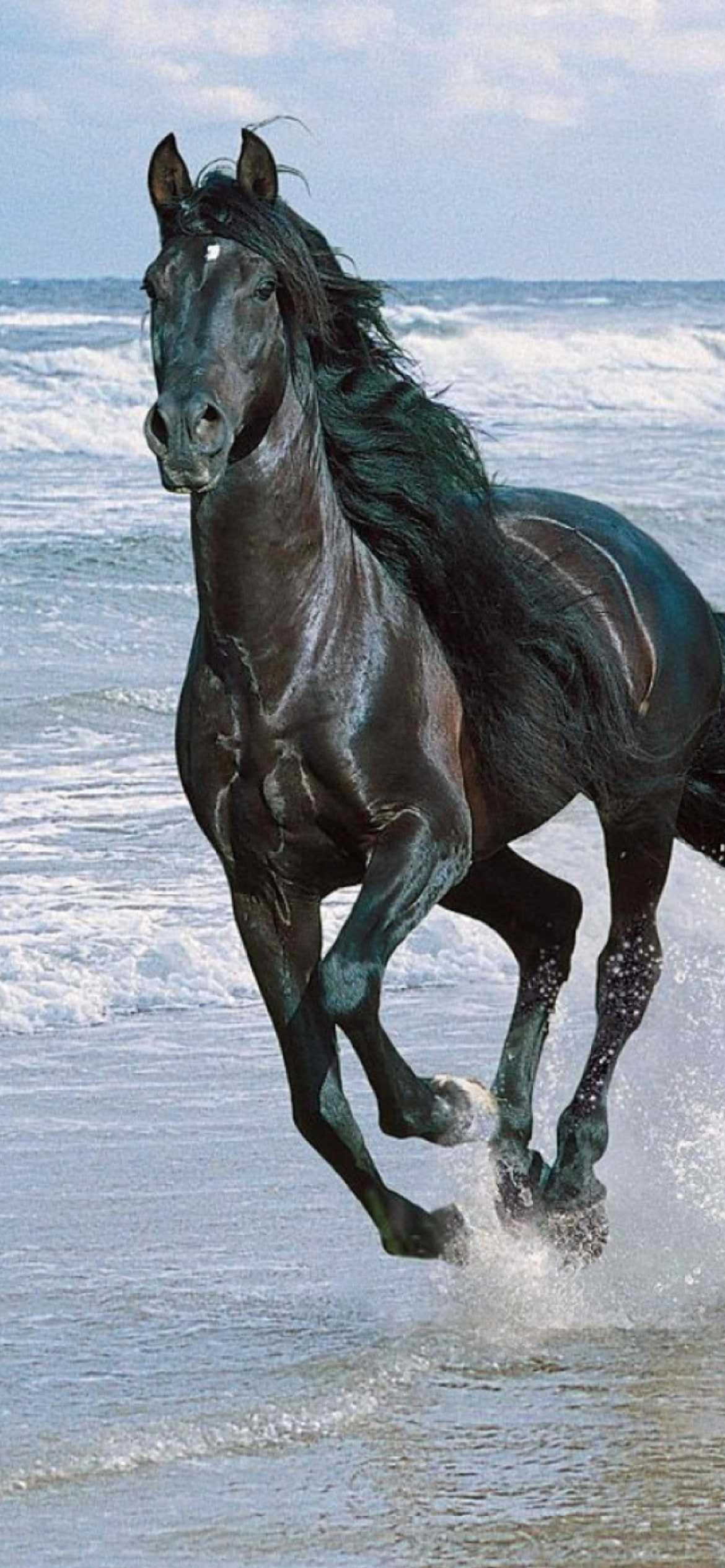 Kuwa Roho Huria na Hii Wallpaper ya Farasi Mzuri ya iPhone Picha ya Ukuta