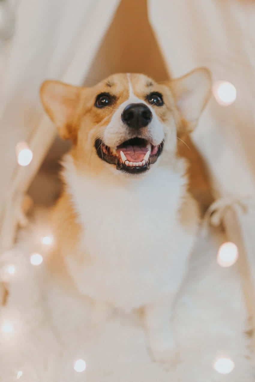 Kuzaliana kwa Corgi Mrembo wa Pembroke Welsh Picha ya Ukuta
