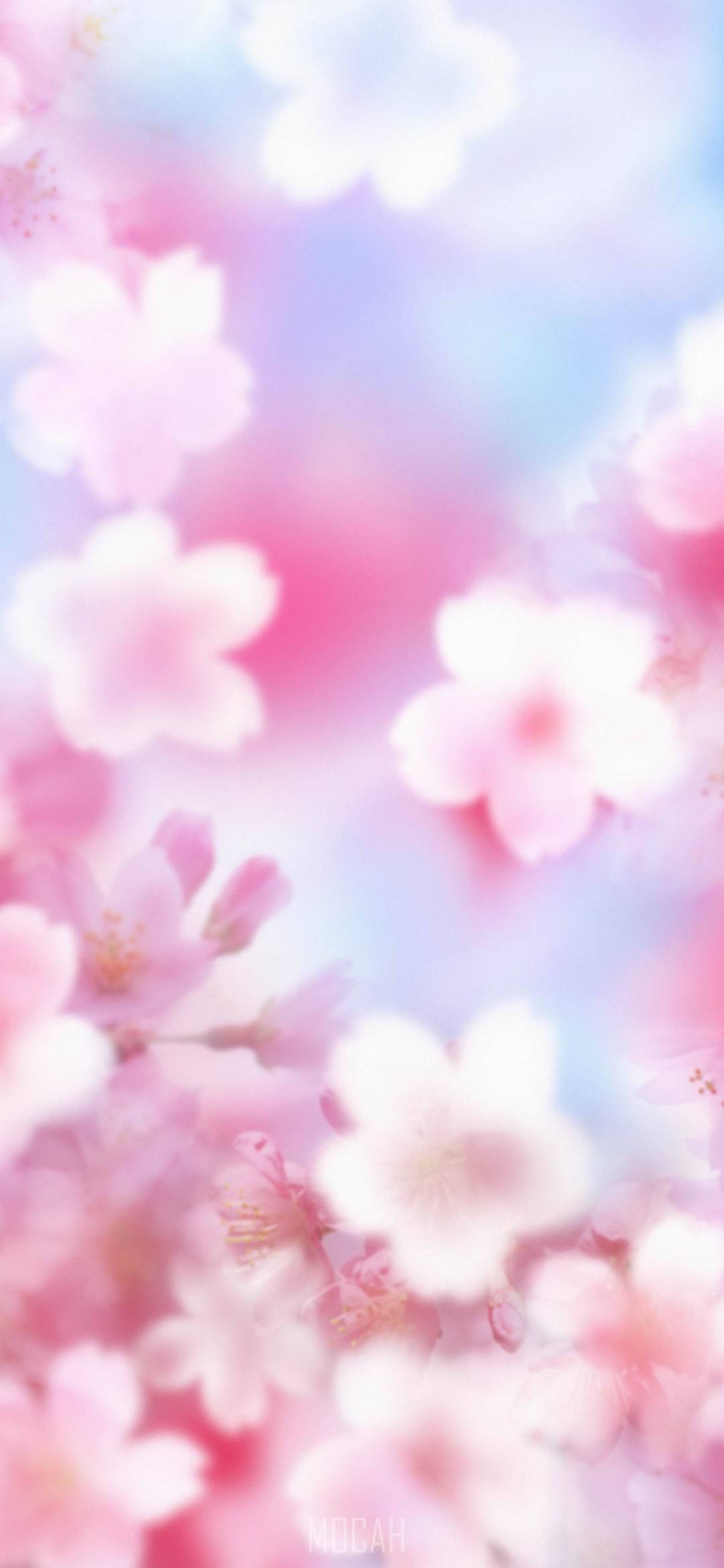 Kuzoomu Mti Wa Cherry Blossom Simu Picha ya Ukuta