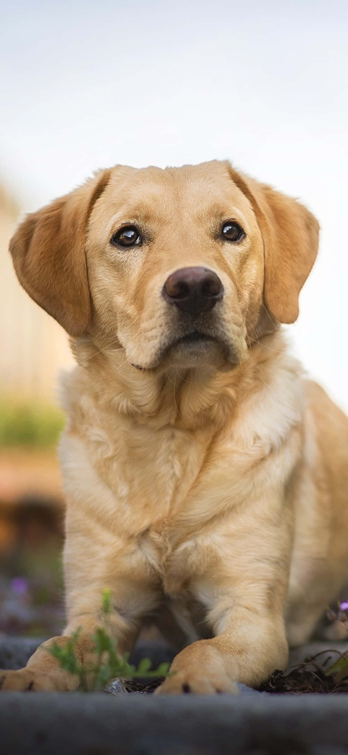 Labrador background Picha ya Ukuta