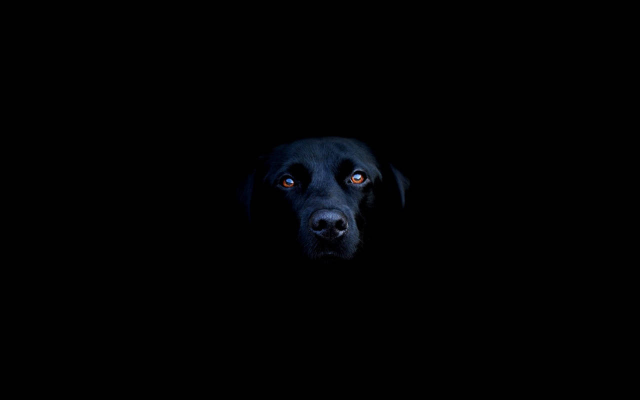 Labrador Mweusi Baridi Picha ya Ukuta