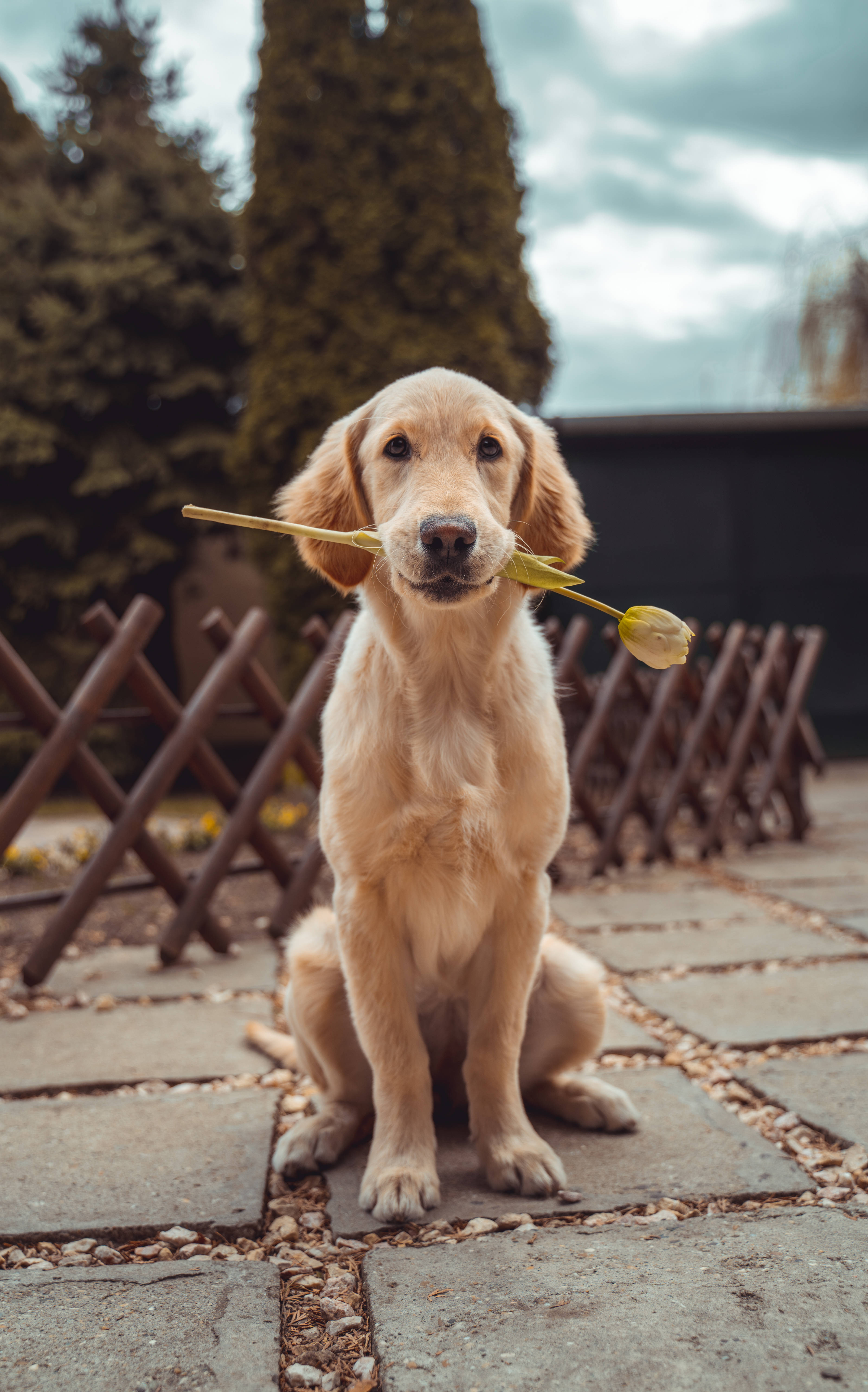 Labrador Retriever Picture Picha ya Ukuta