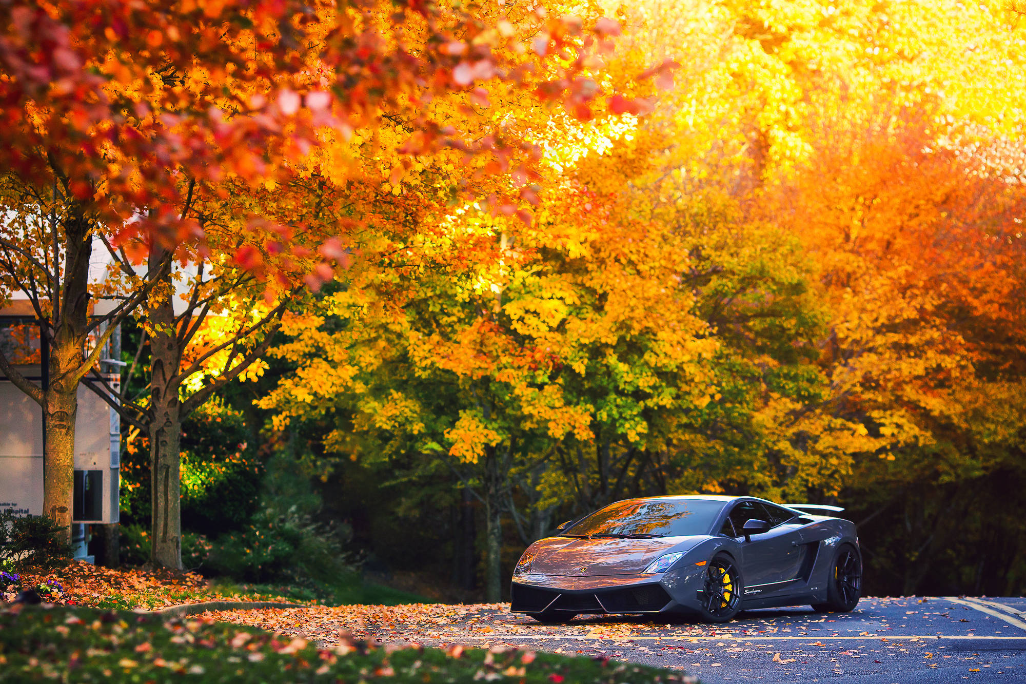 Lamborghini Gallardo ya kijivu nzuri ikipita katika hewa ya vuli yenye baridi Picha ya Ukuta
