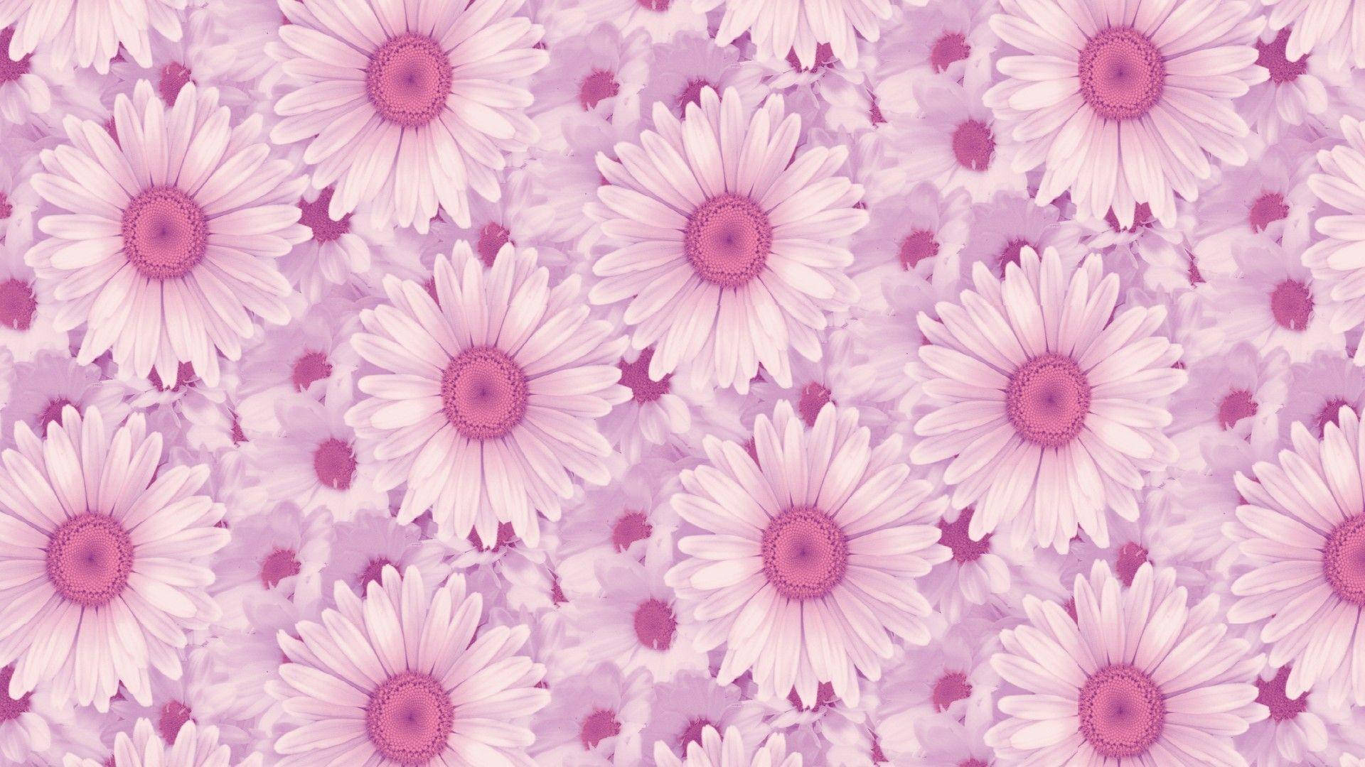 Laptop ya Daisies za Kupendeza Picha ya Ukuta