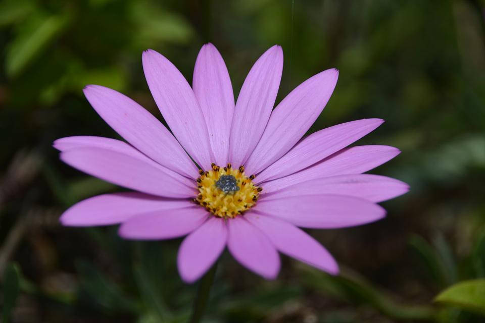 Lavender Aesthetic Daisy Katika Zambarau Picha ya Ukuta